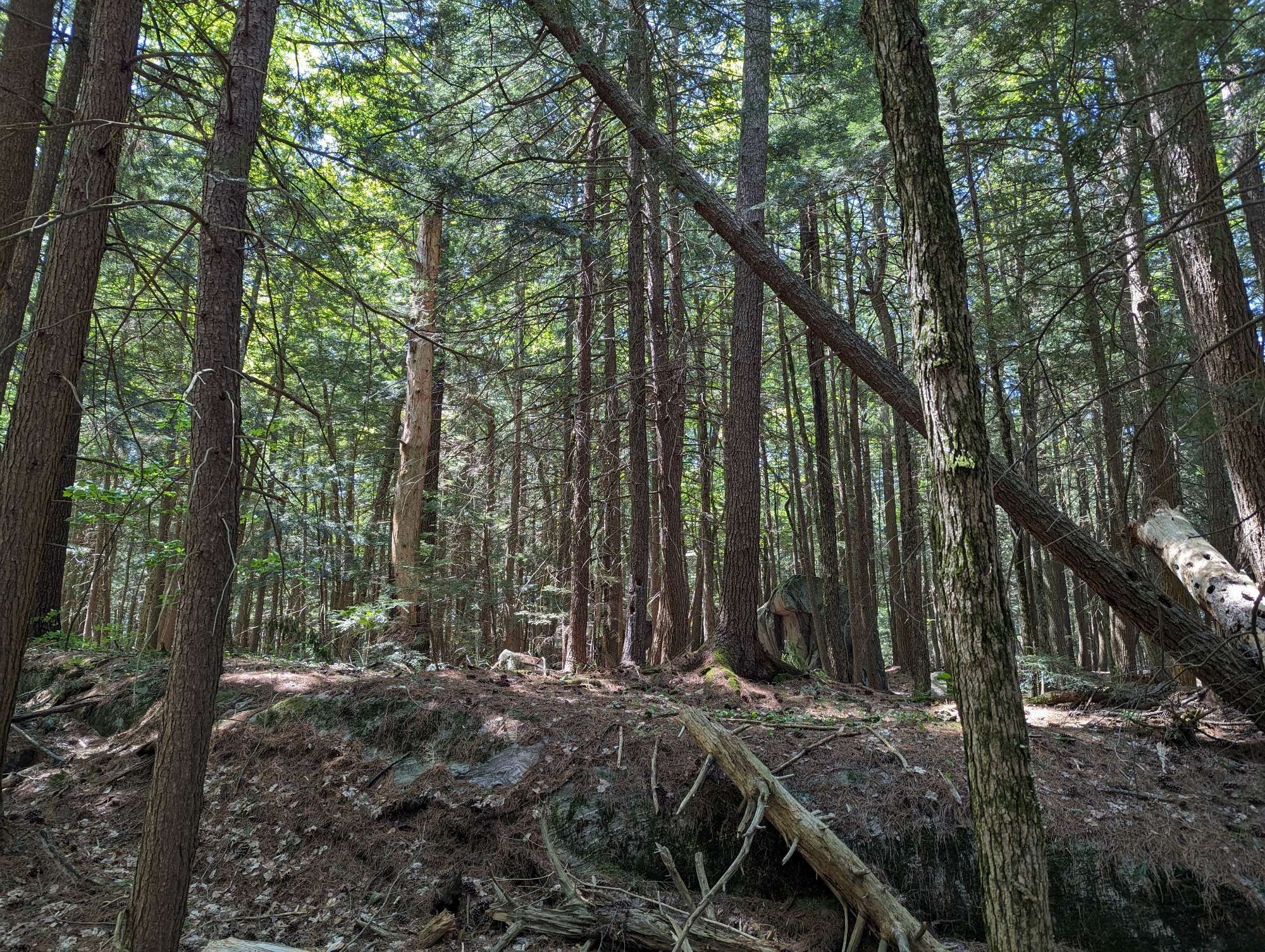 Light filters through a canopy of leaves in a forest.