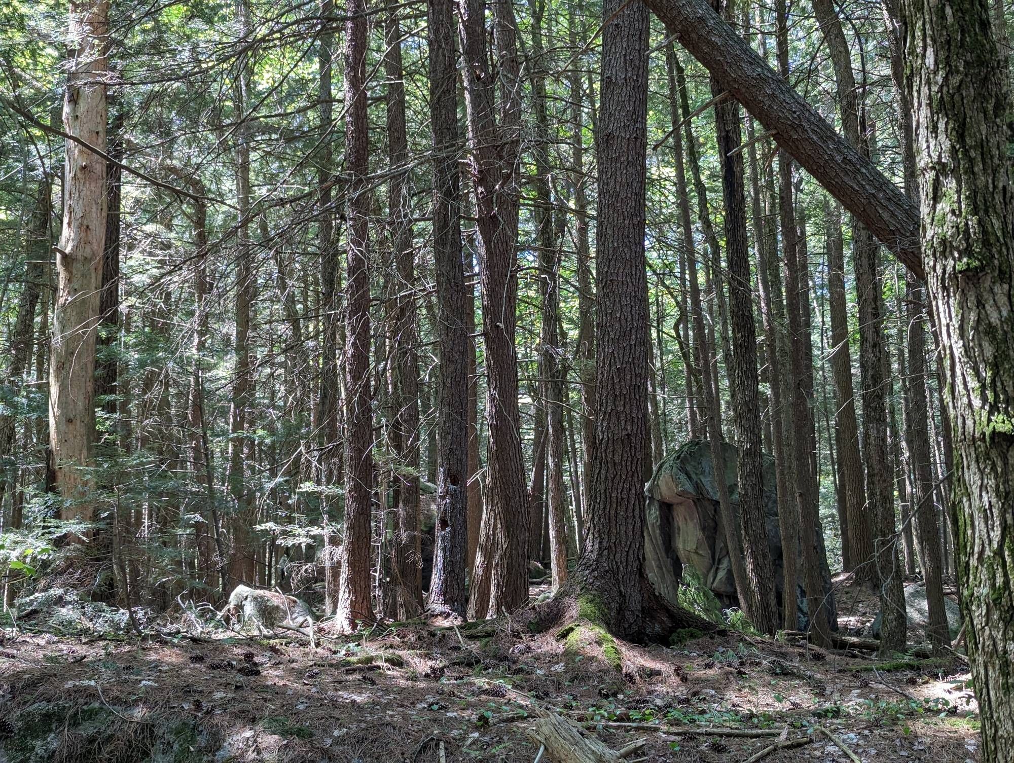 A dense section of forest.