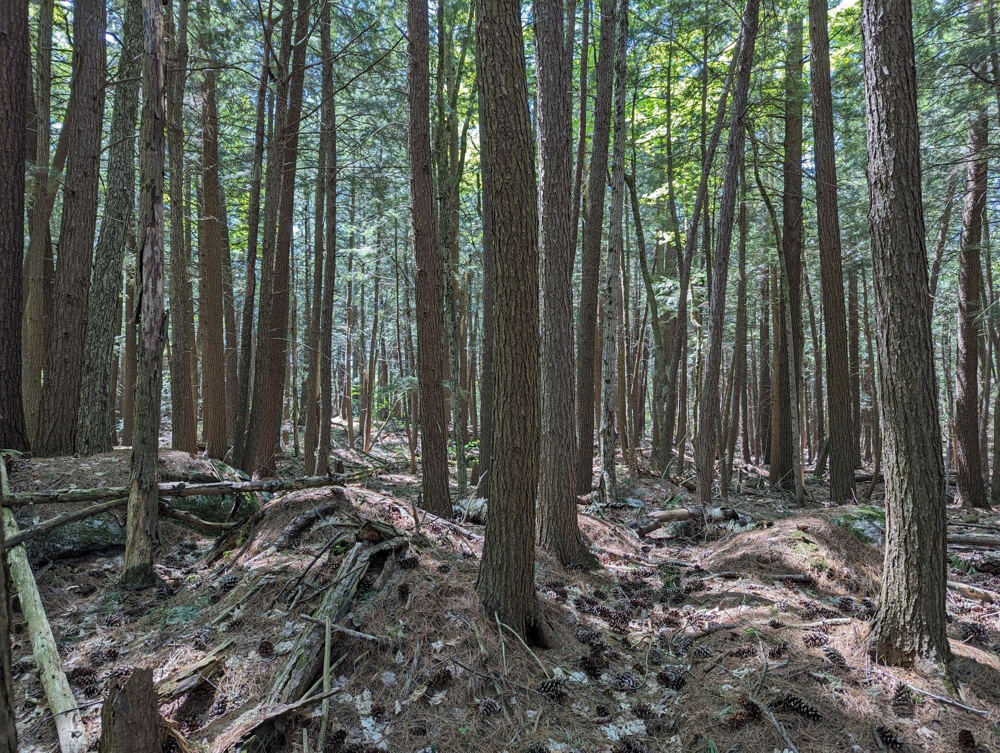 A striking area of trees.