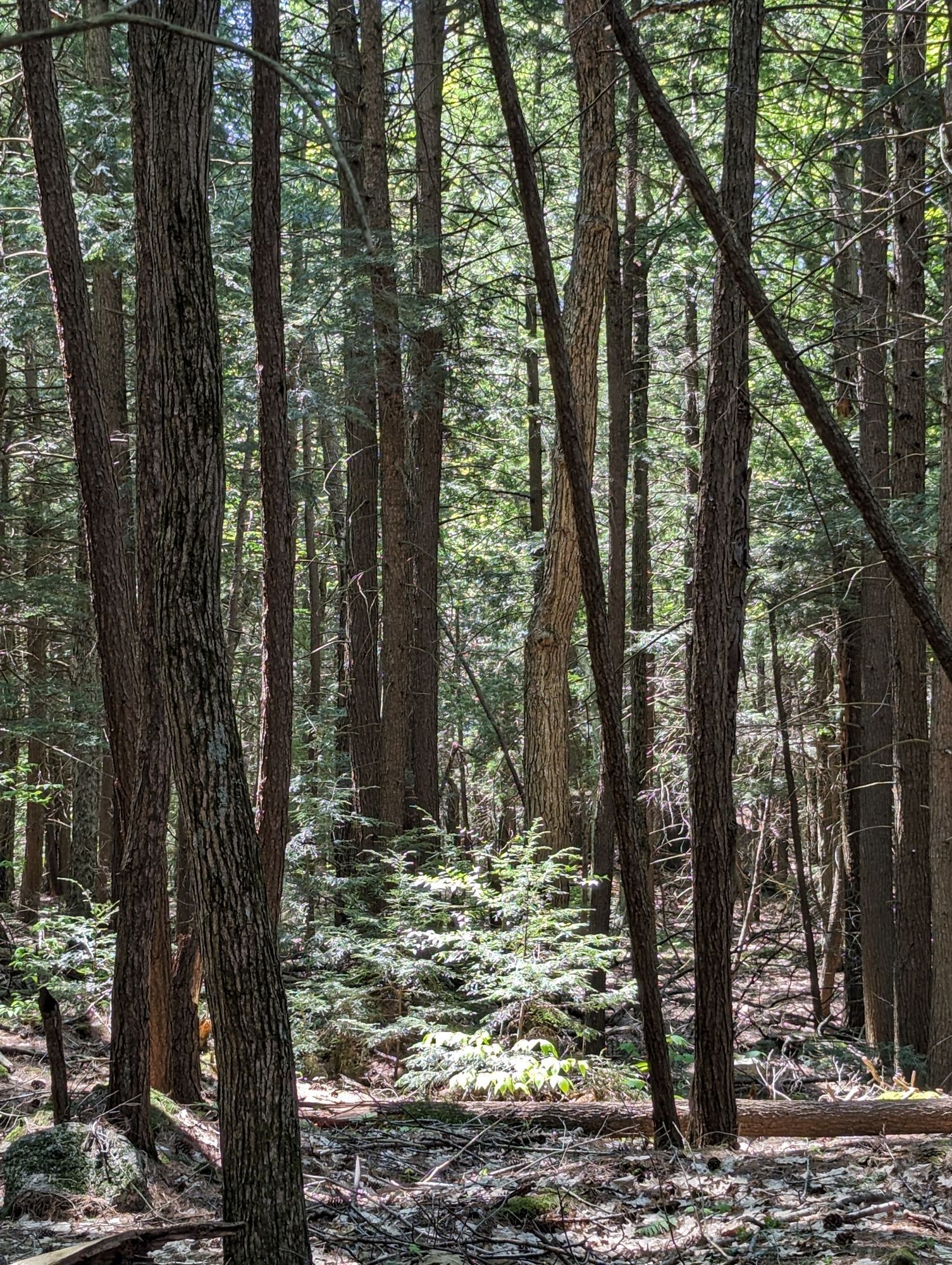 Saplings in a ray of sun amongst some cedars.