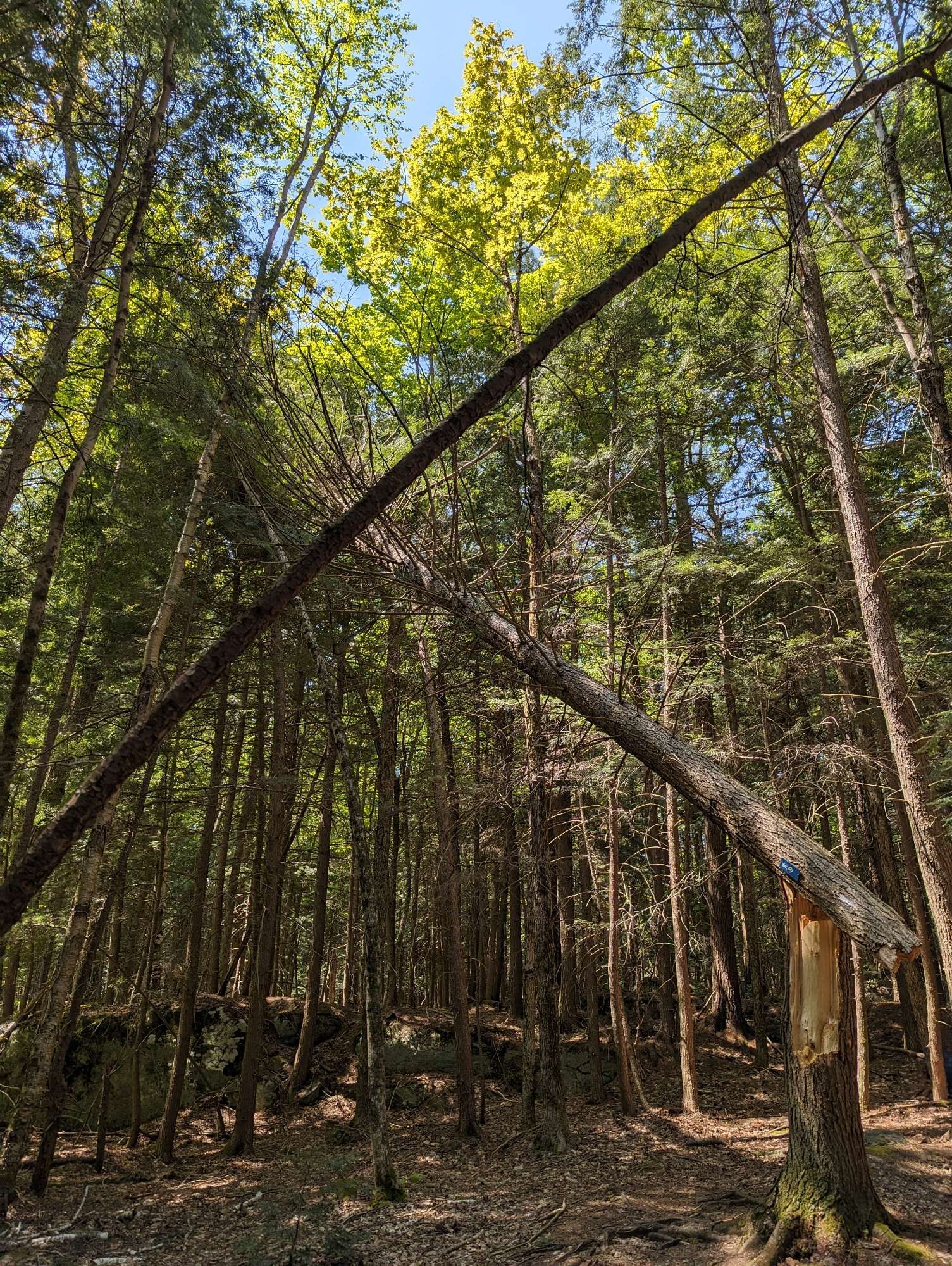 A broken tree leans dangerously from its own stump, leaves still clinging to its branches. A tree in the foreground leans opposite. Forest surrounds.