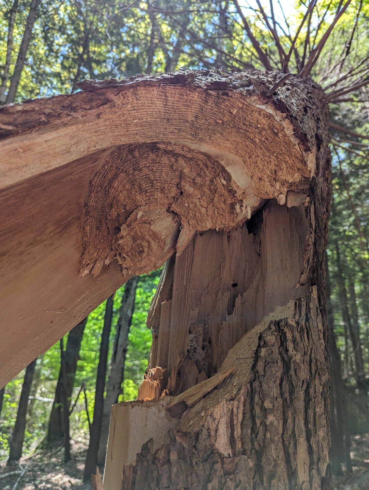 Broken section of a fallen tree.