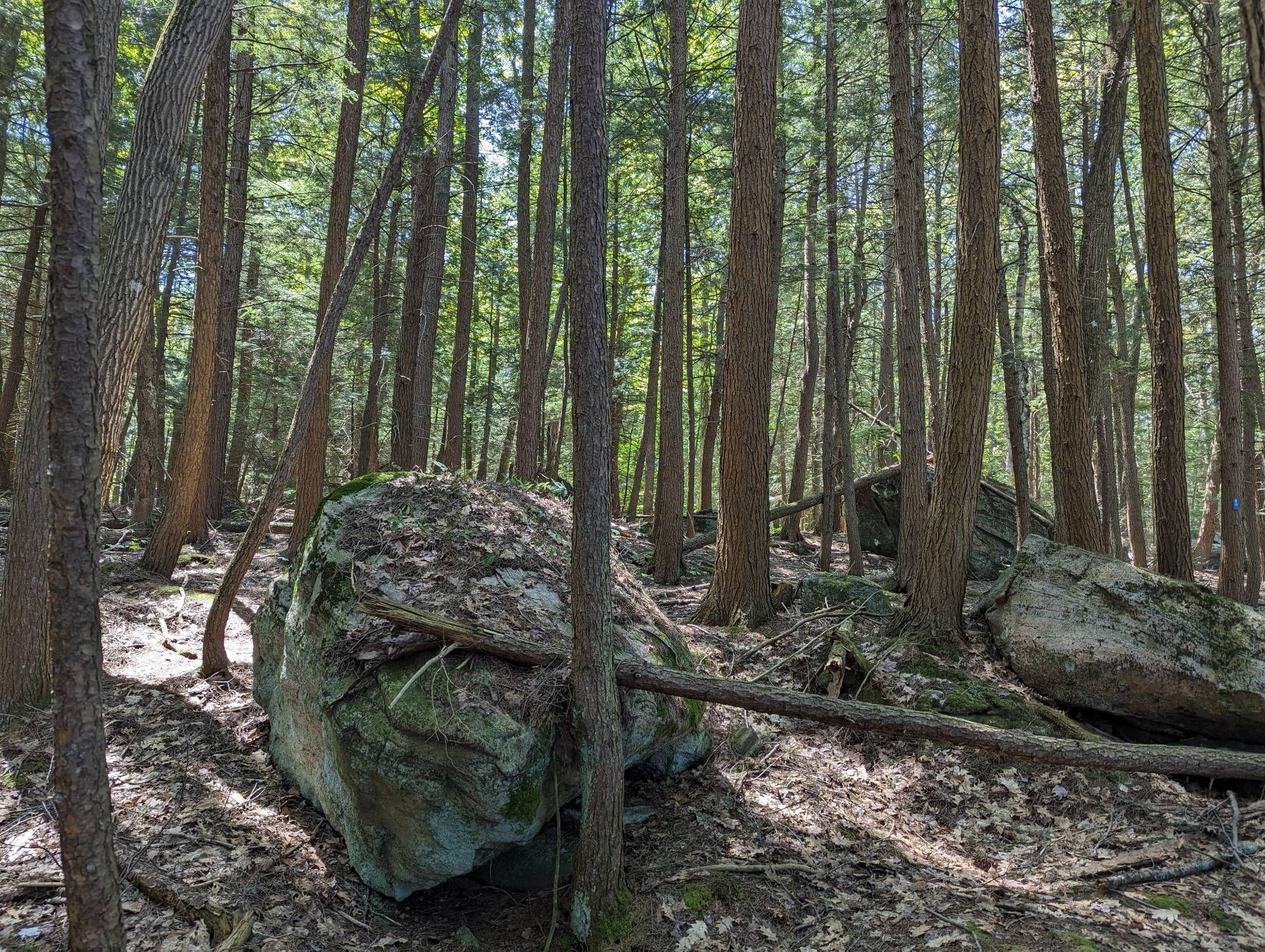 Small boulders line a forest of cedar.