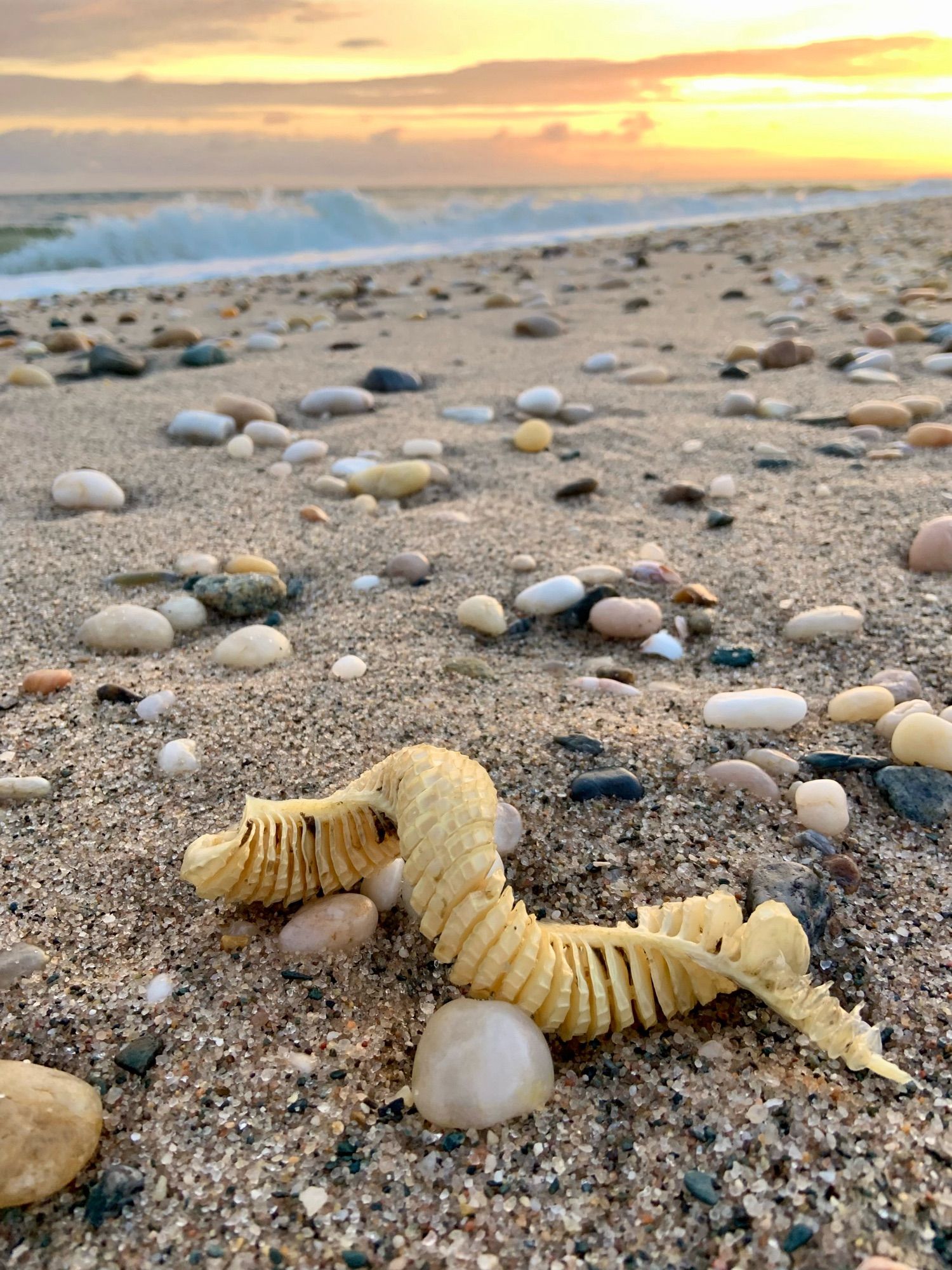 Photograph of the helical egg case of a skate, washed up on a beach. The beach is a mix of sand and rounded pebbles.