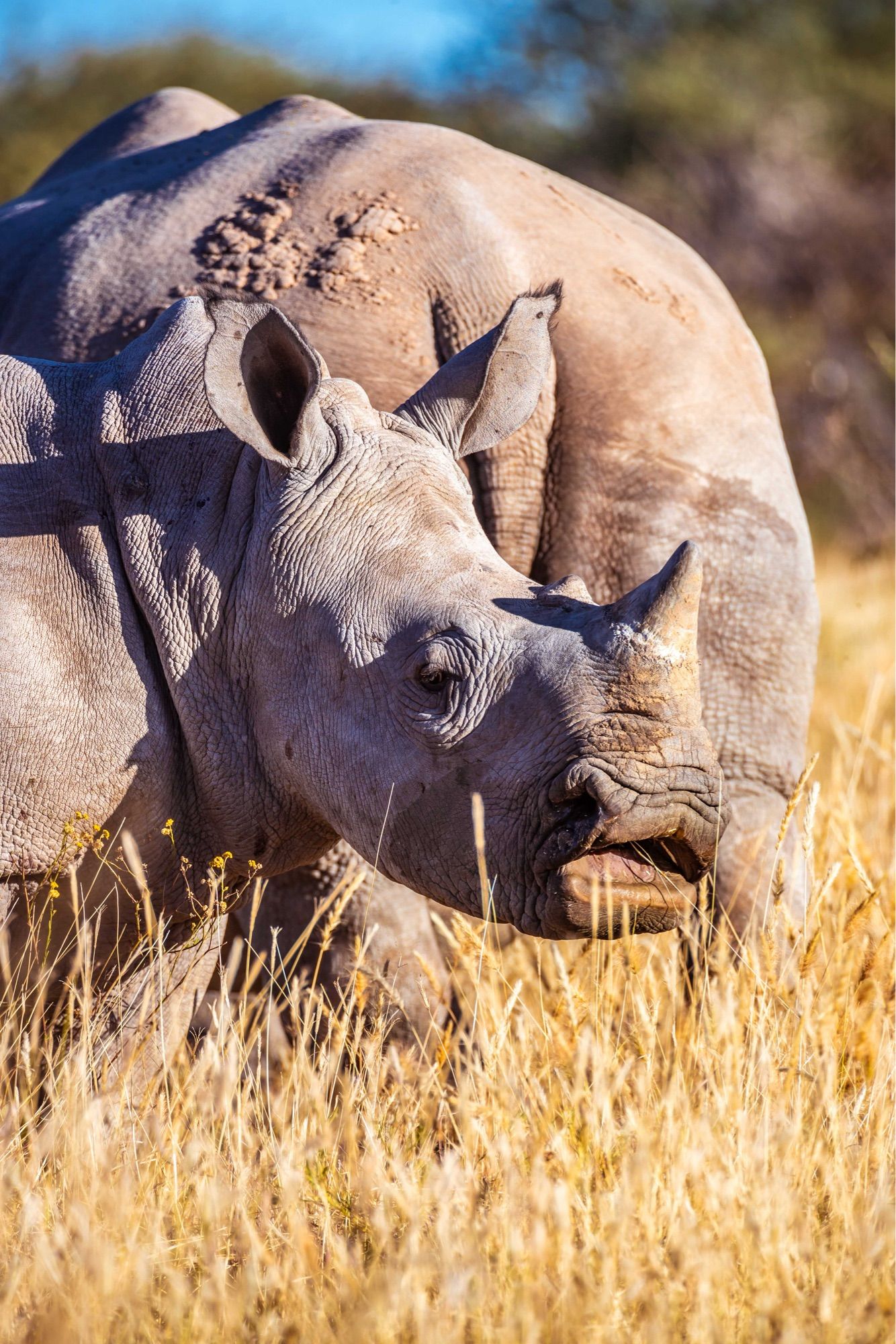 Junges Breitmaulnashorn beim weiden. Im Hintergrund die Mutter