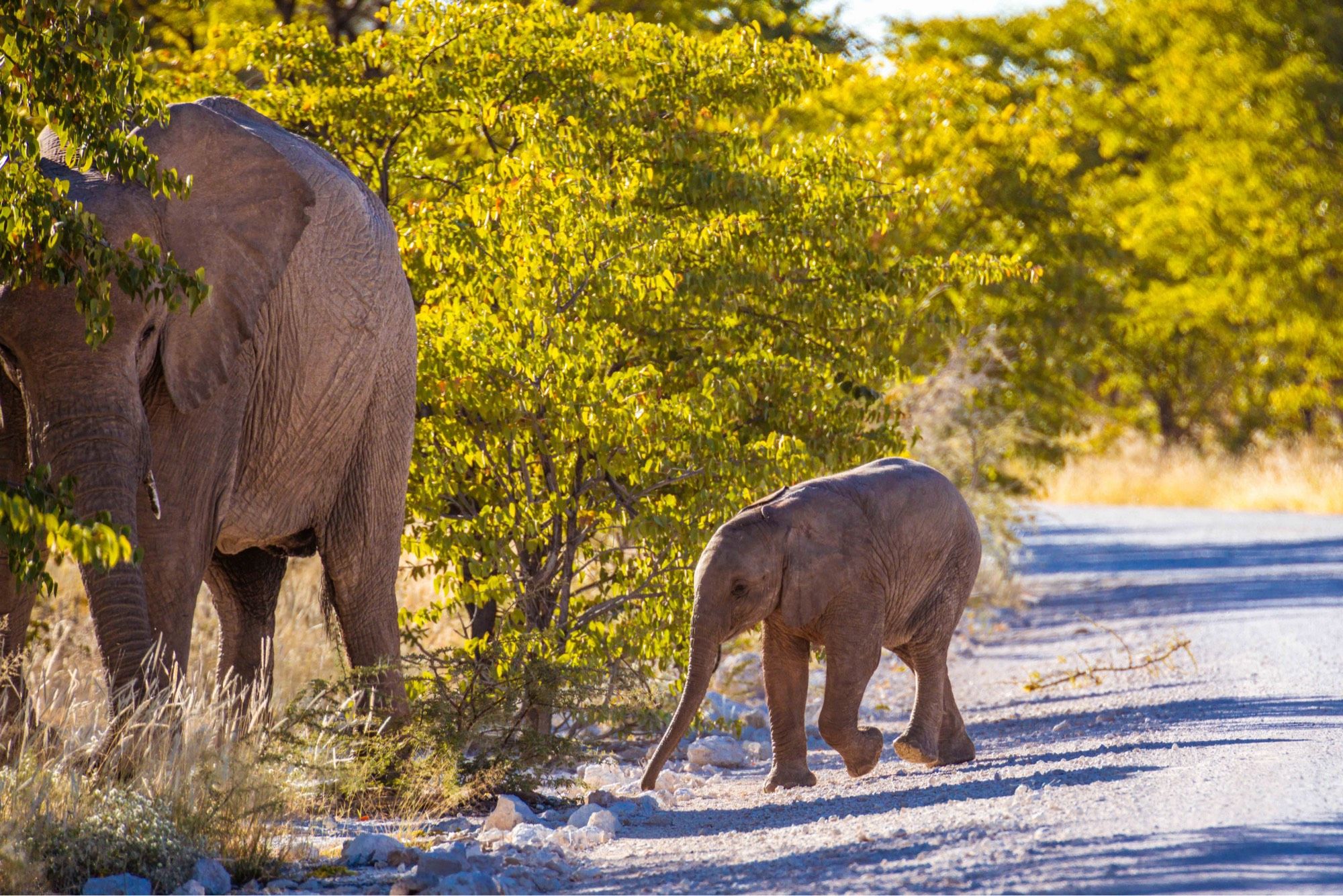 Baby Elefant crossing a road. The mother is waiting