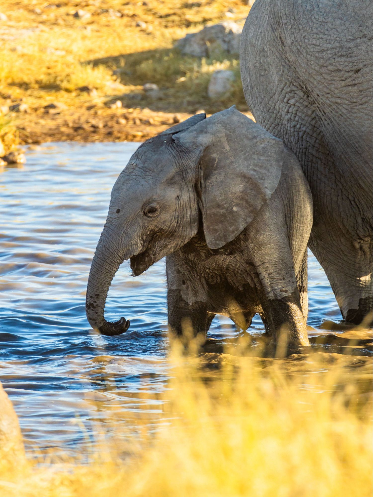 Sehr junger Elefant planscht in einem Wasserloch