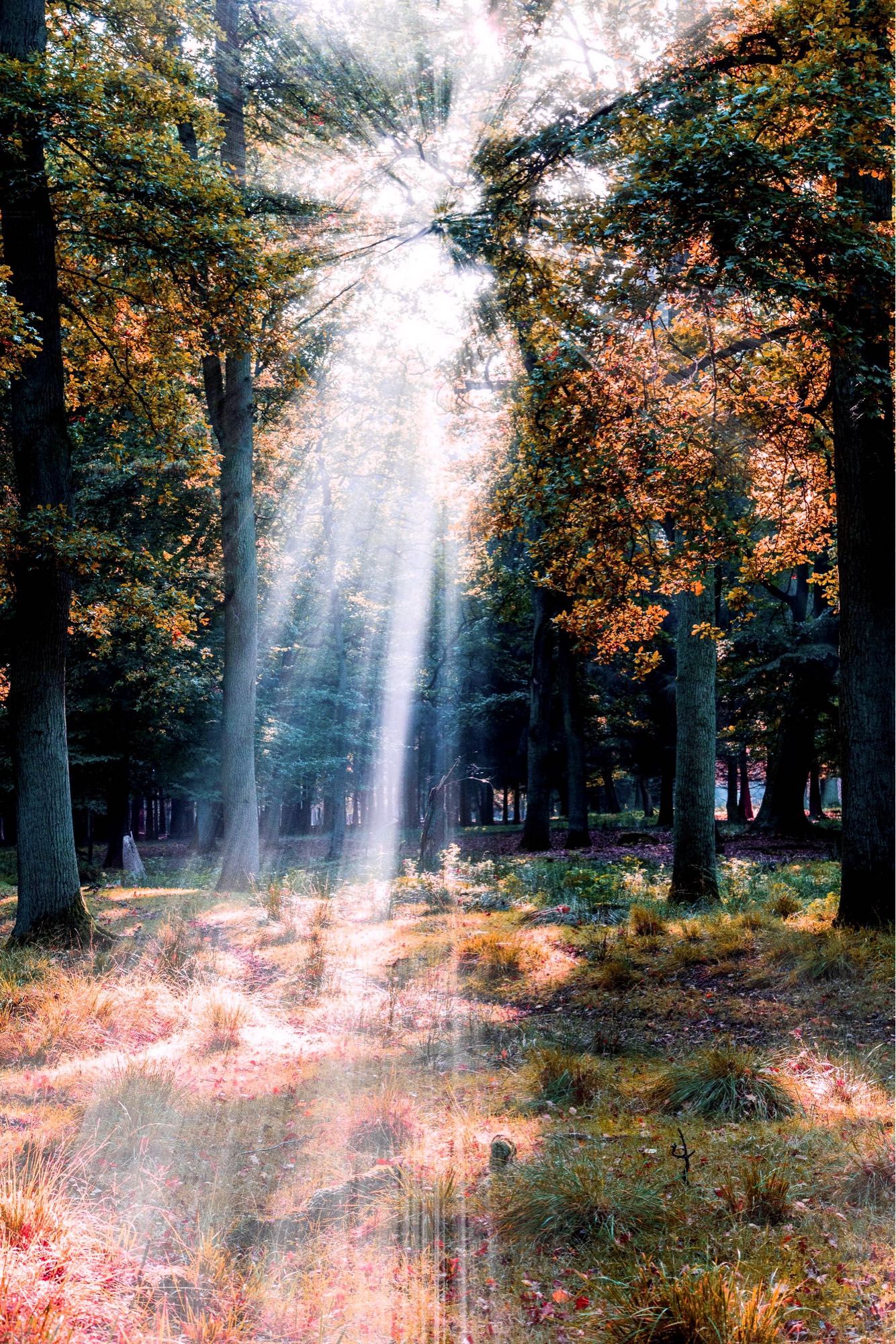 Sonnenlicht fällt durch das herbstlich verfärbte Blätterdach eines Waldes.