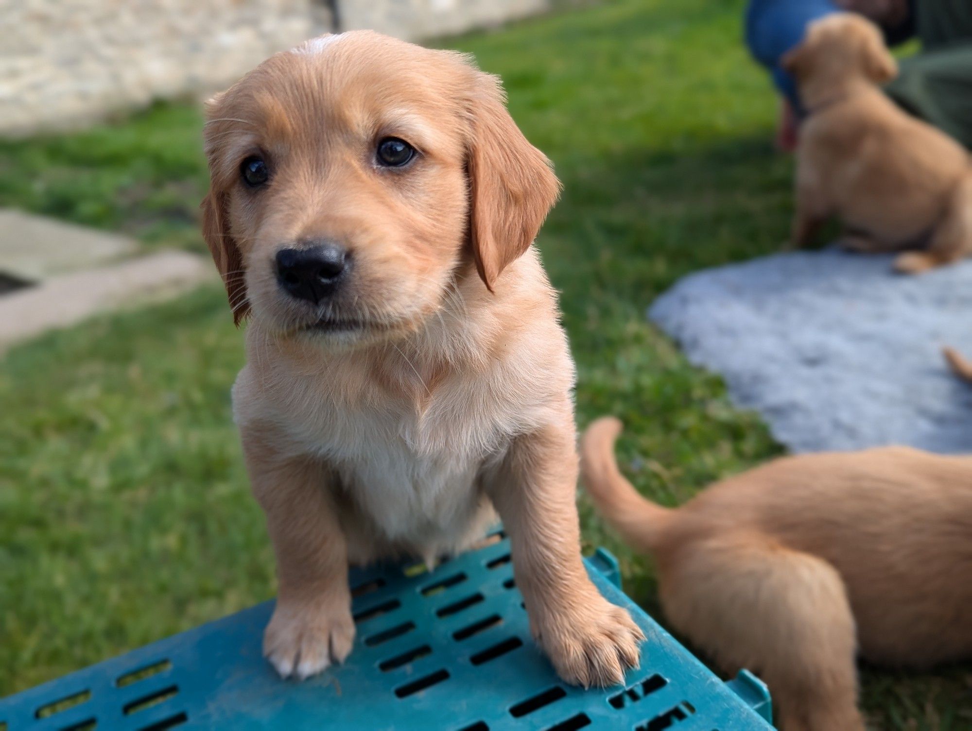 Curious puppy (weirdo)