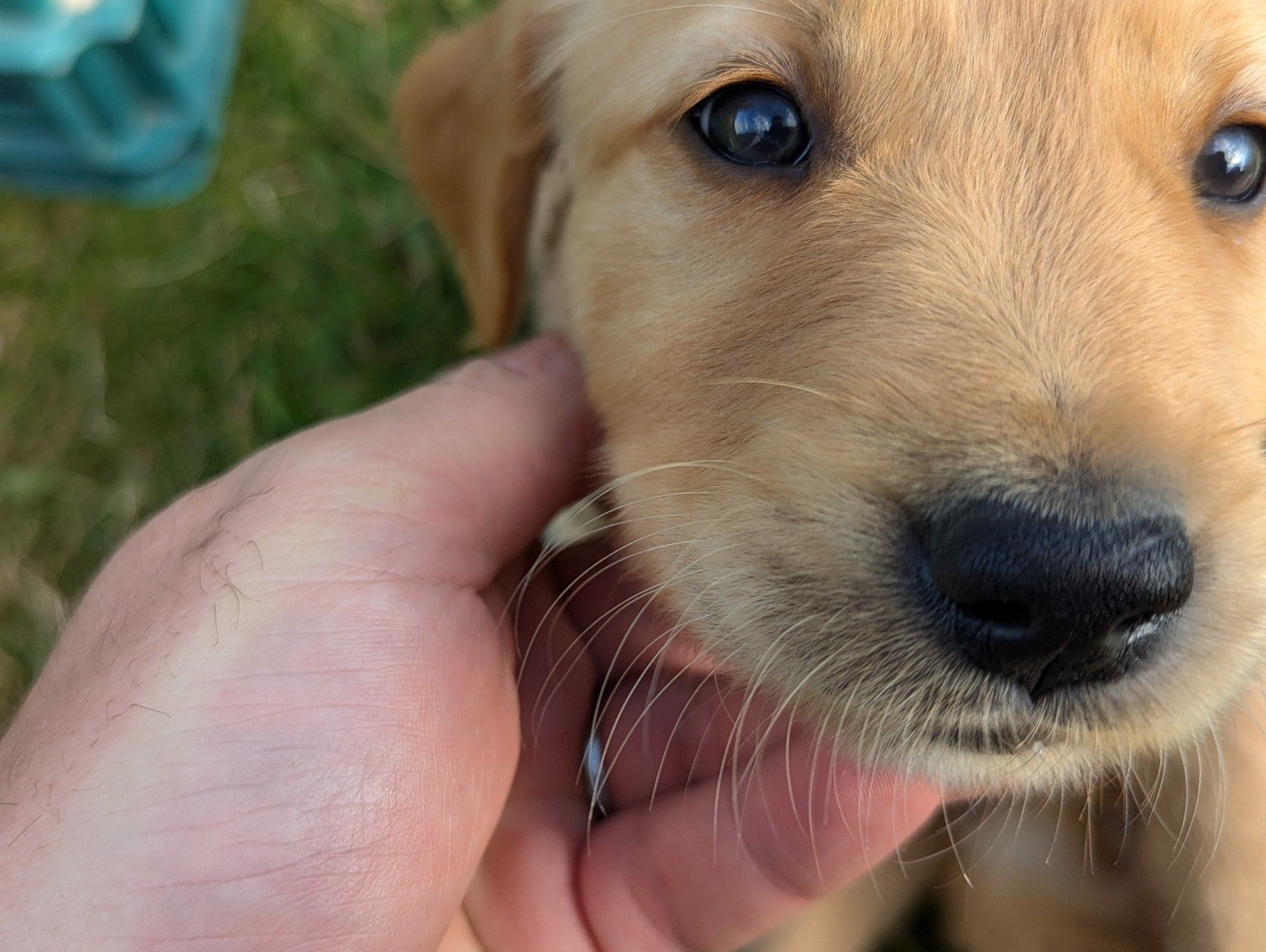 Close up puppy (irritating)