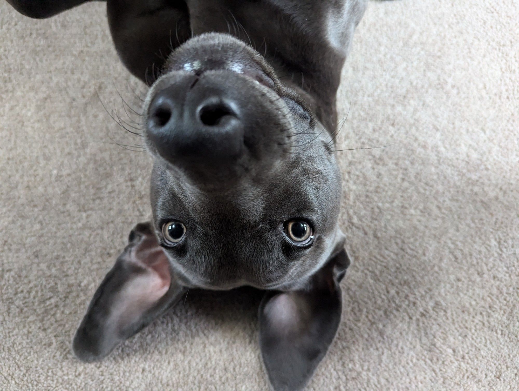 My dog, lying in the floor, upside down, looking kinda like a bat