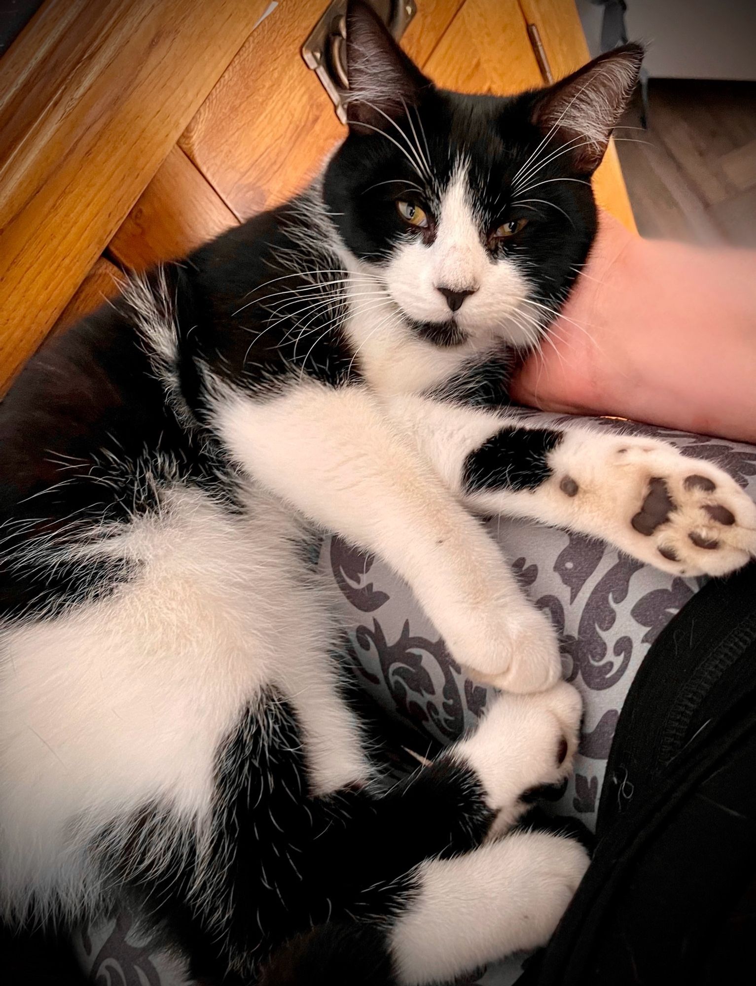 A tuxedo cat lay across a lap. He’s looking at the camera and his left leg is turned over so you can see his toe beans. His foot is white and a bit grubby. 