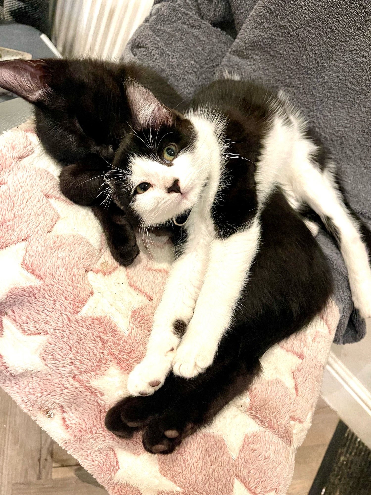 Two kittens lay down together on a chair. One is black and one is tux. The tux is lay across the top of the other one and she has gets stretched out and she’s looking at the camera.