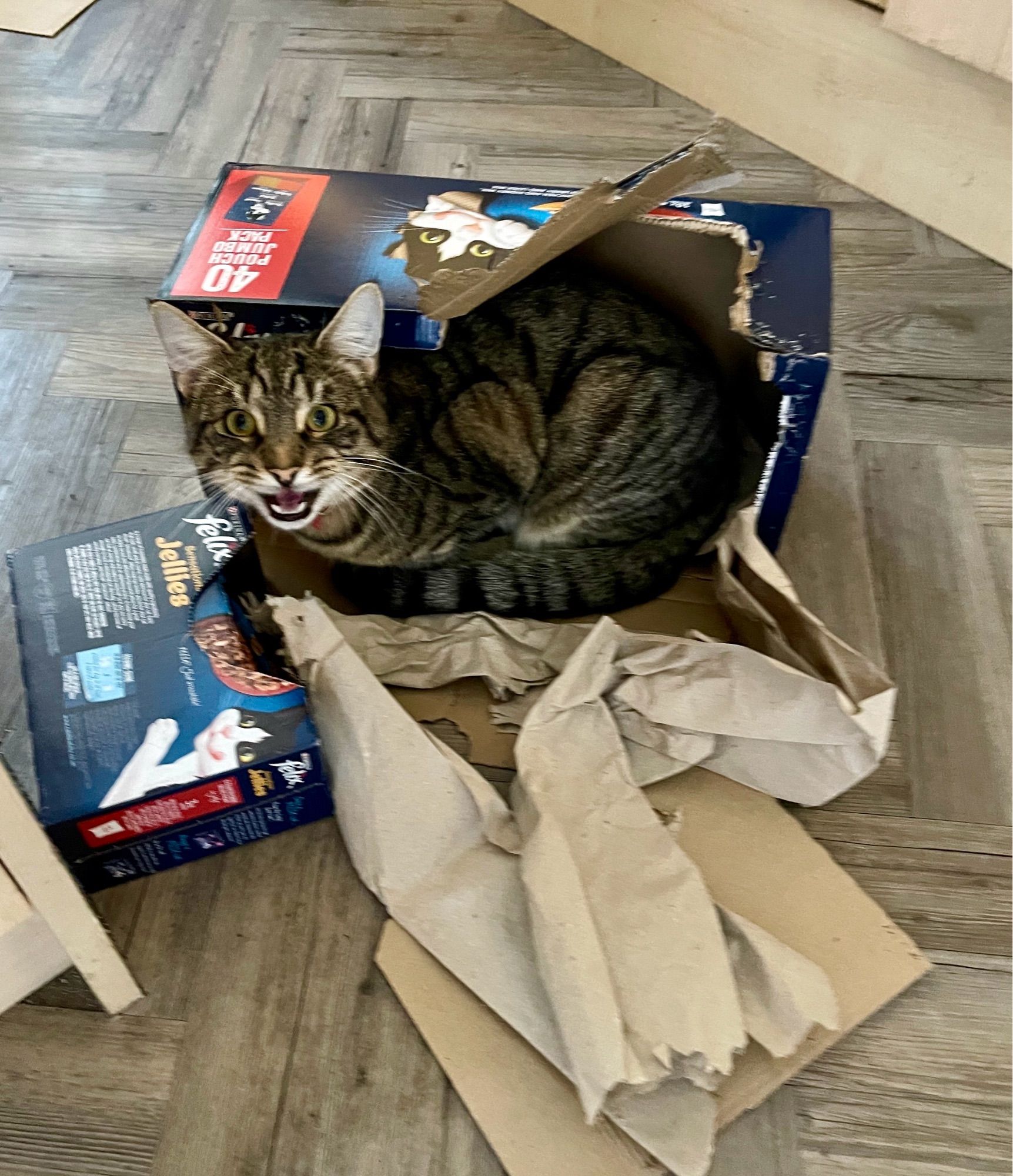 A tabby cat inside a ripped up empty cat food box surrounded by bits of other boxes and paper. He’s wide eyed and mouth open as he tried to do a cute miaow upon being caught red pawed. 

He is Thomas Eldrick Teeson, Destroyer of Containers and Waste Volume Minimiser Extraordinaire at House of Tee.