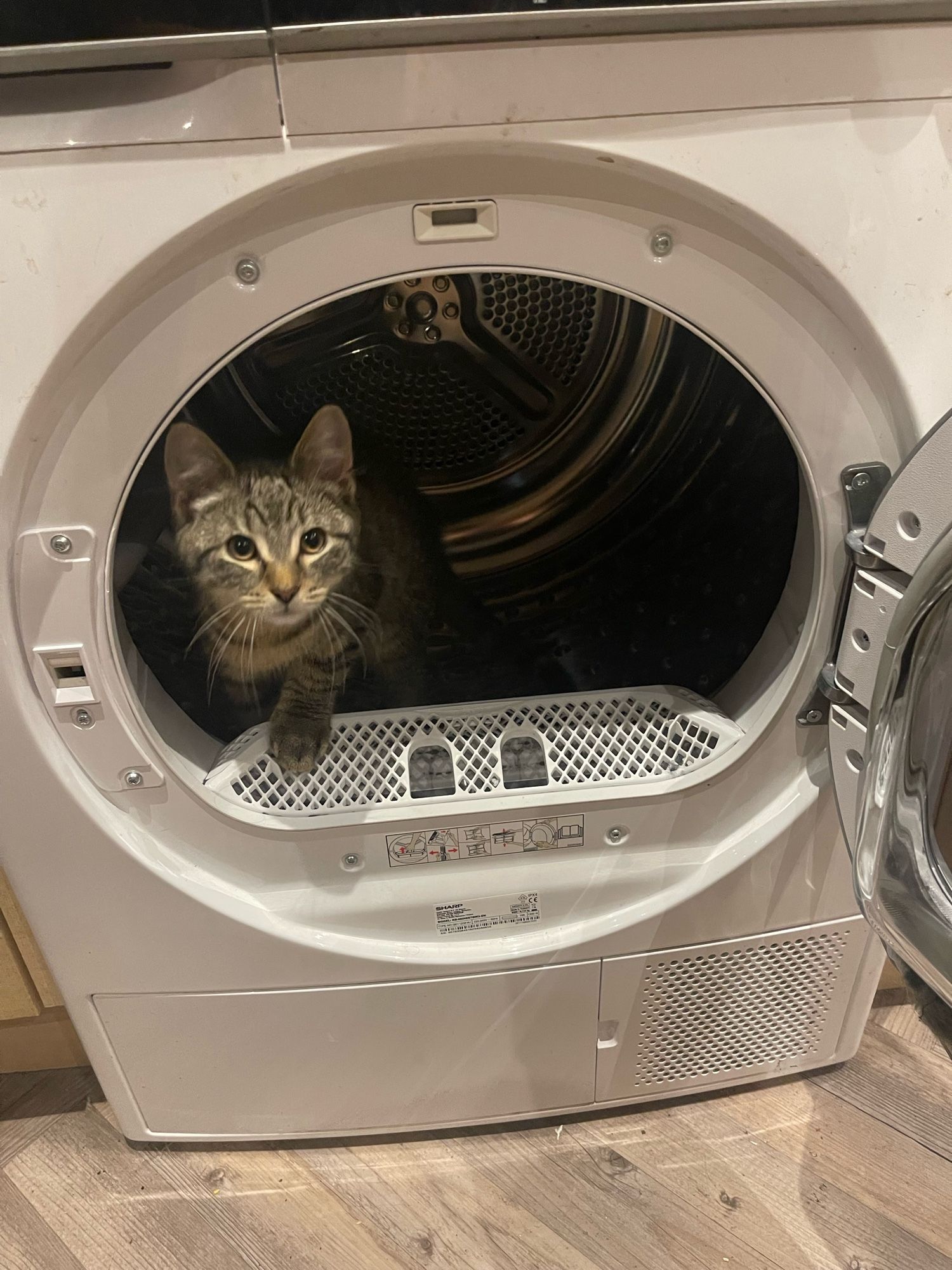 A dryer with the door open and a smol tabby kitten peeping out from inside.