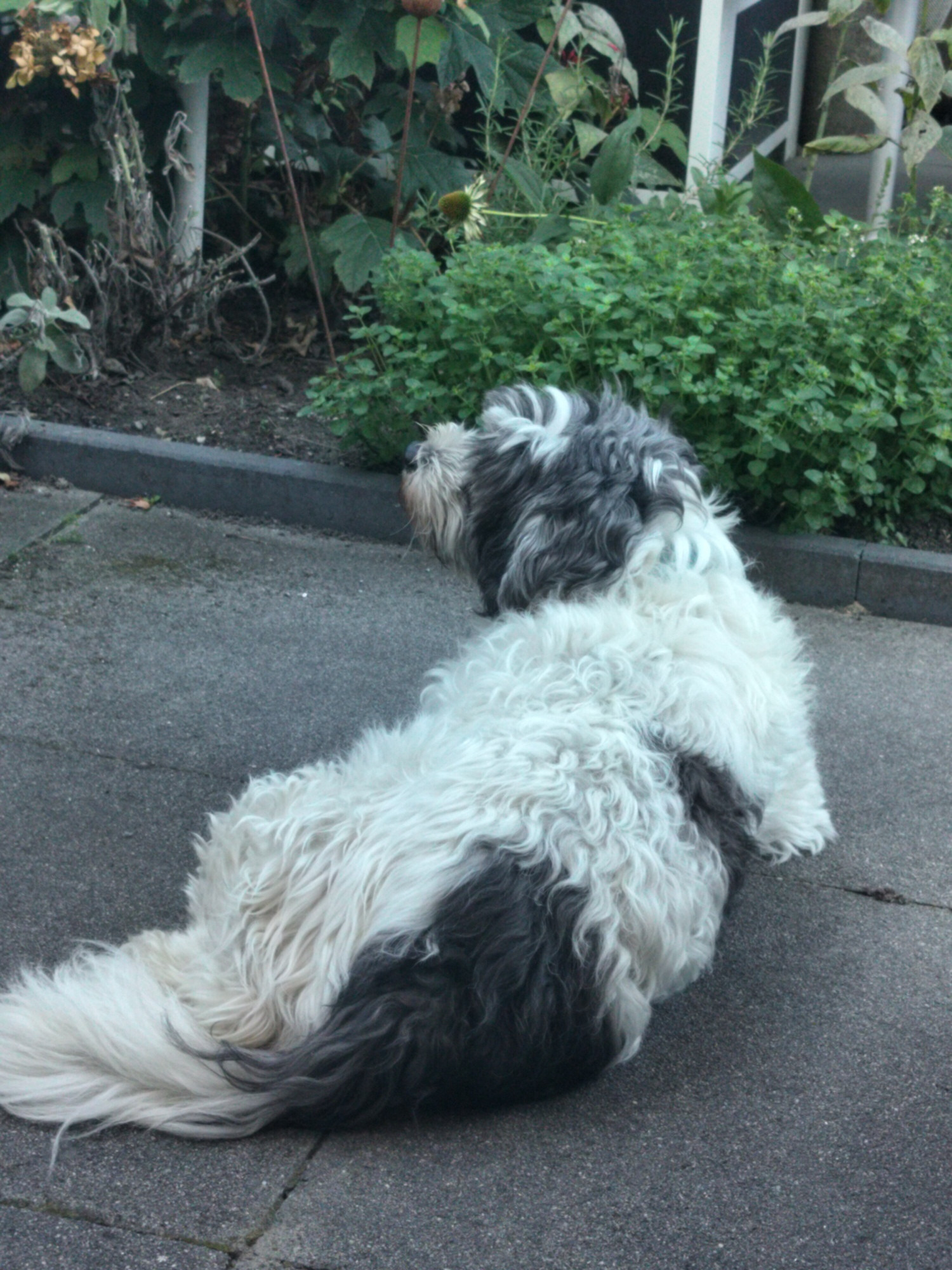 Alerte snuffelende Skip. Hij ruikt vlees