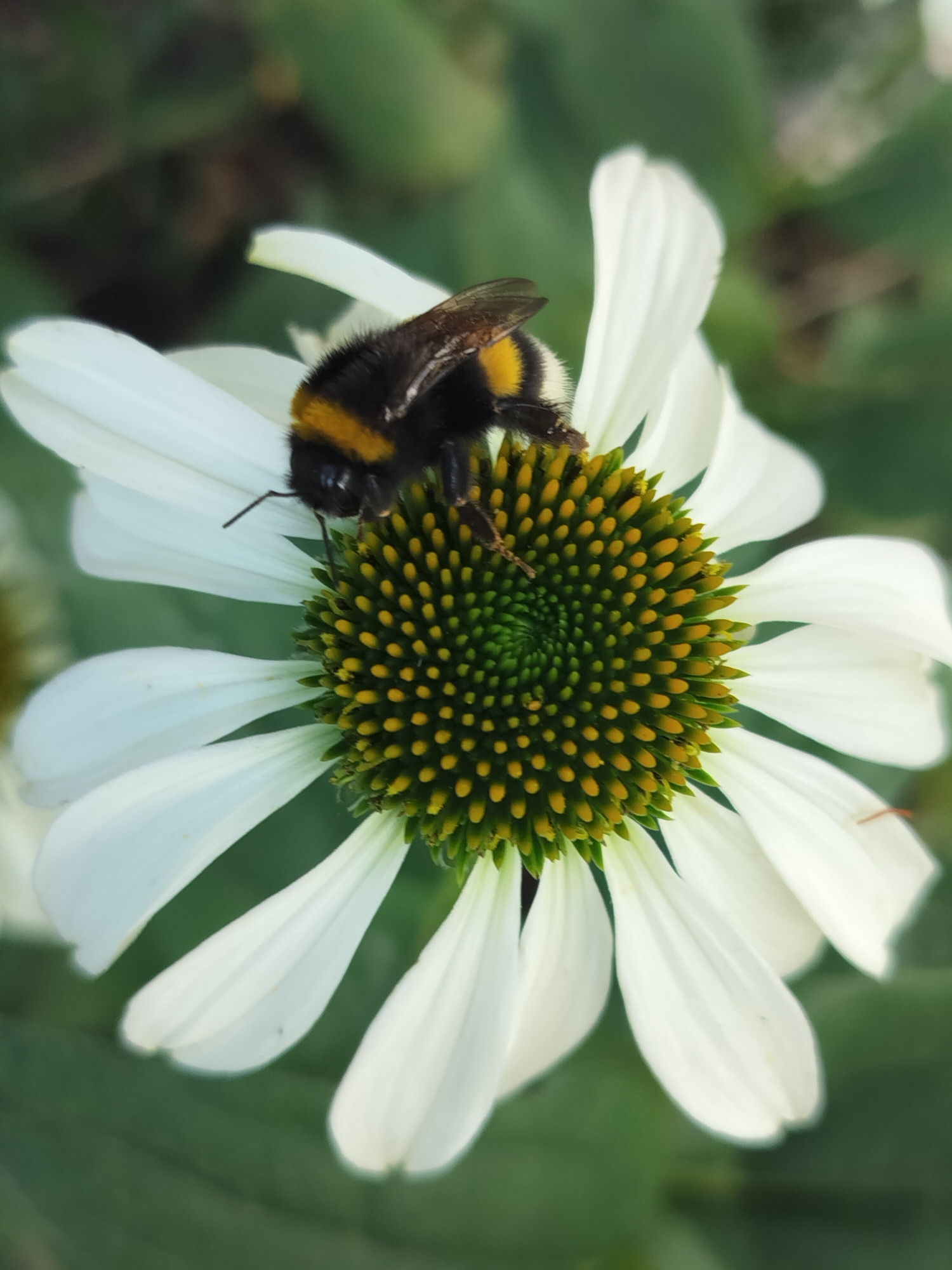 Een bloem, Zonnehoed..met een hommel