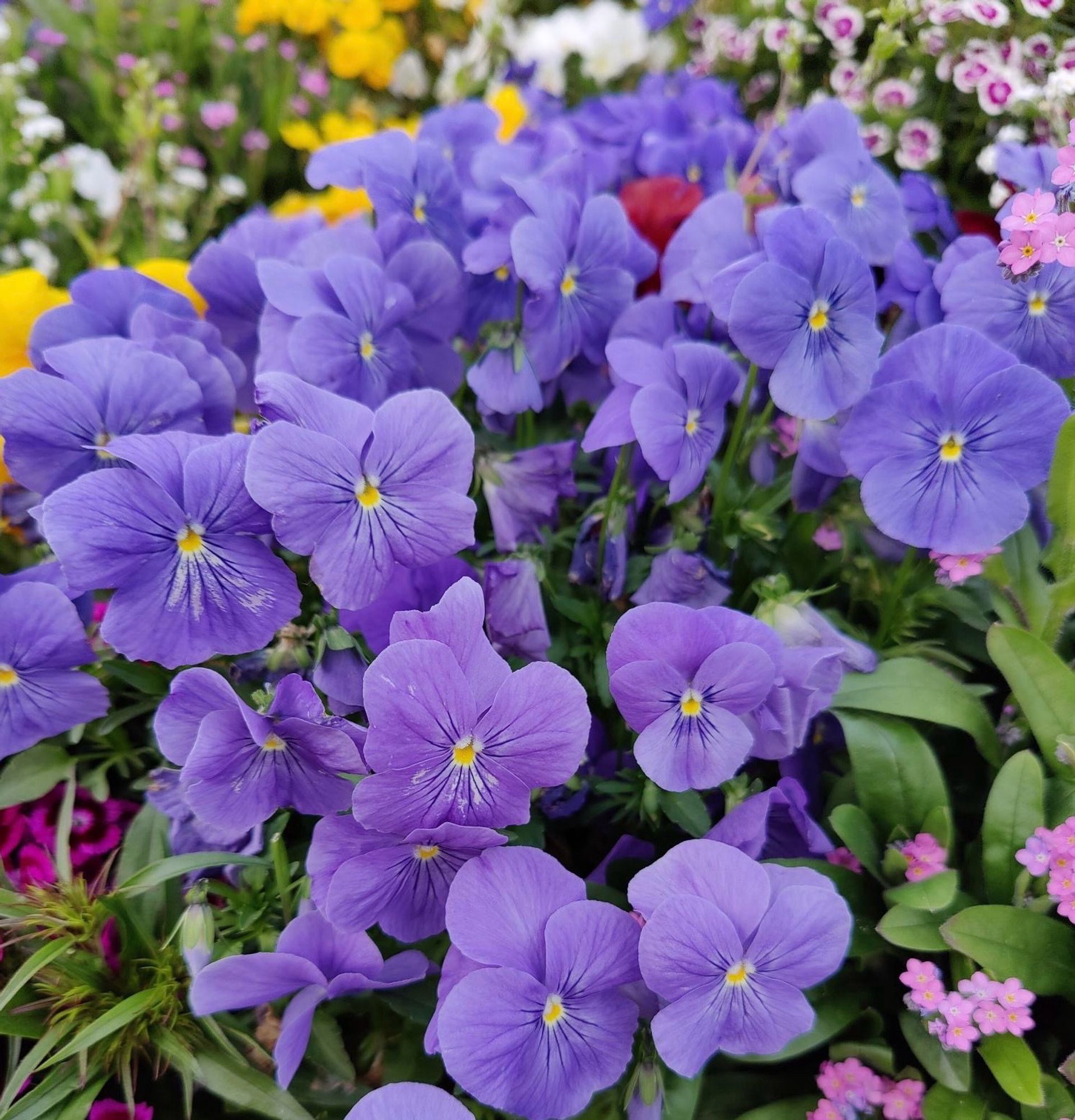 Parterre de pensées violettes