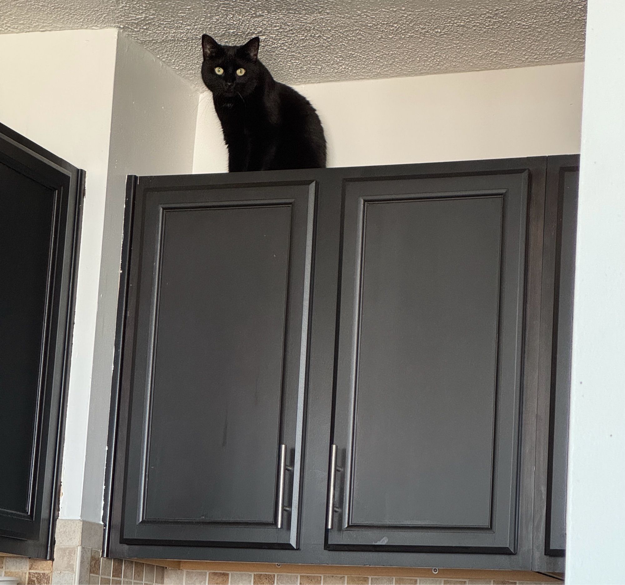 nyx (black cat) on top of kitchen cabinets judging me