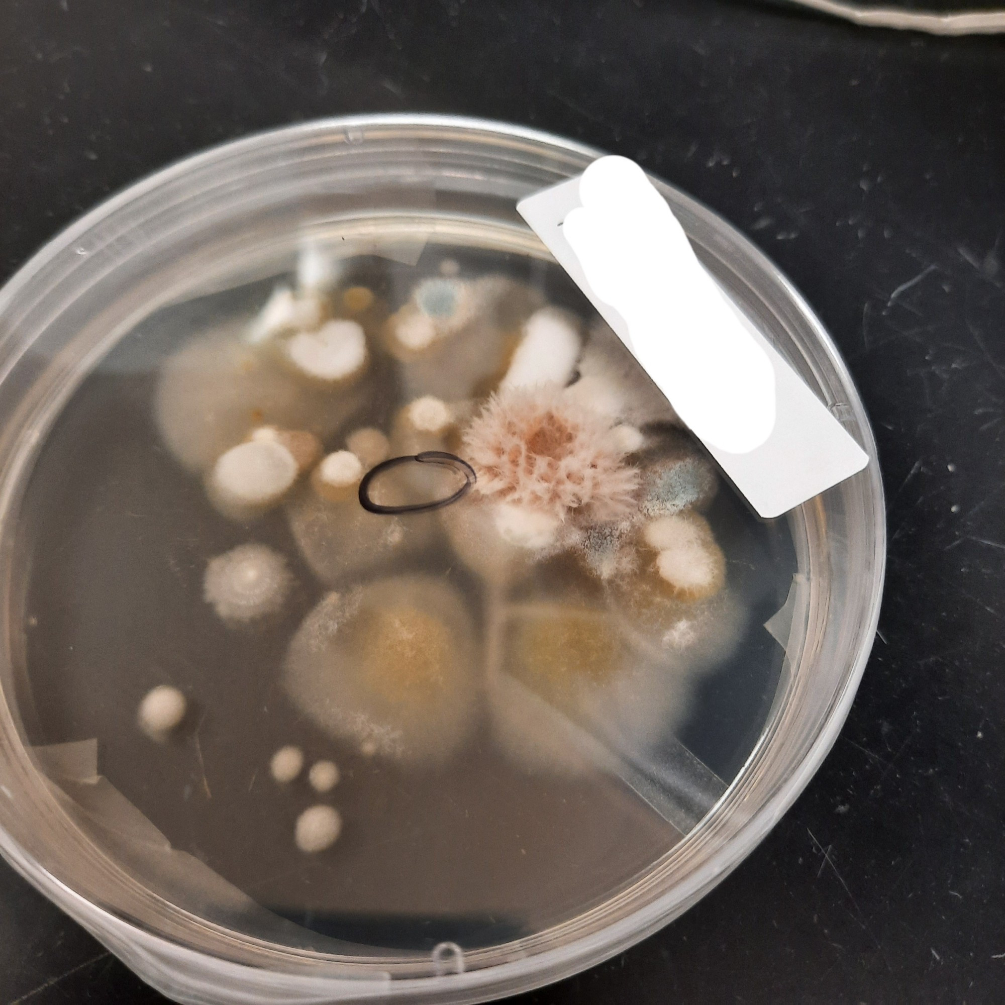 A pitri dish with white, yellow, blue, and red fungi. The red one is growing in an odd fluffy outward shape with lots of spikes and upward movement.