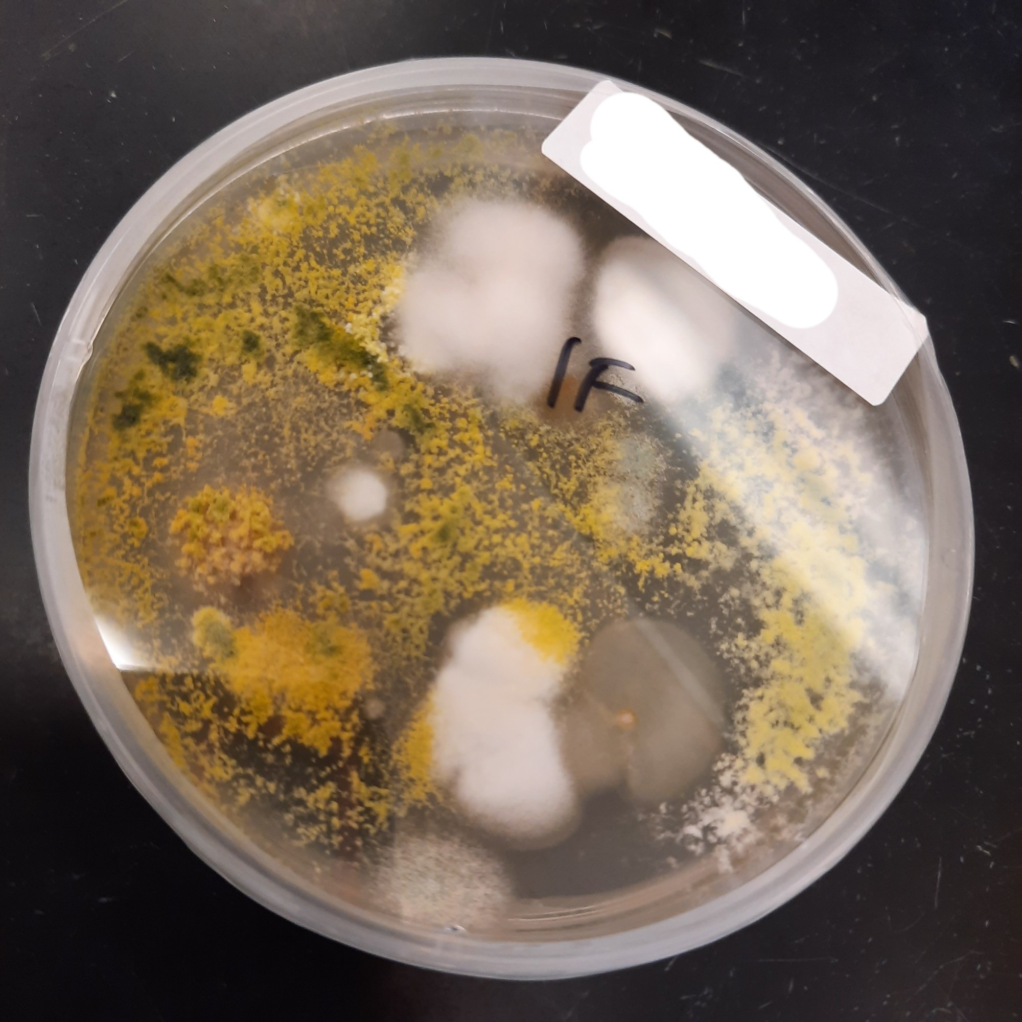 A pitri dish with several white & black fungi but mostly a large spread out yellow & green fungi growing in an odd pattern.