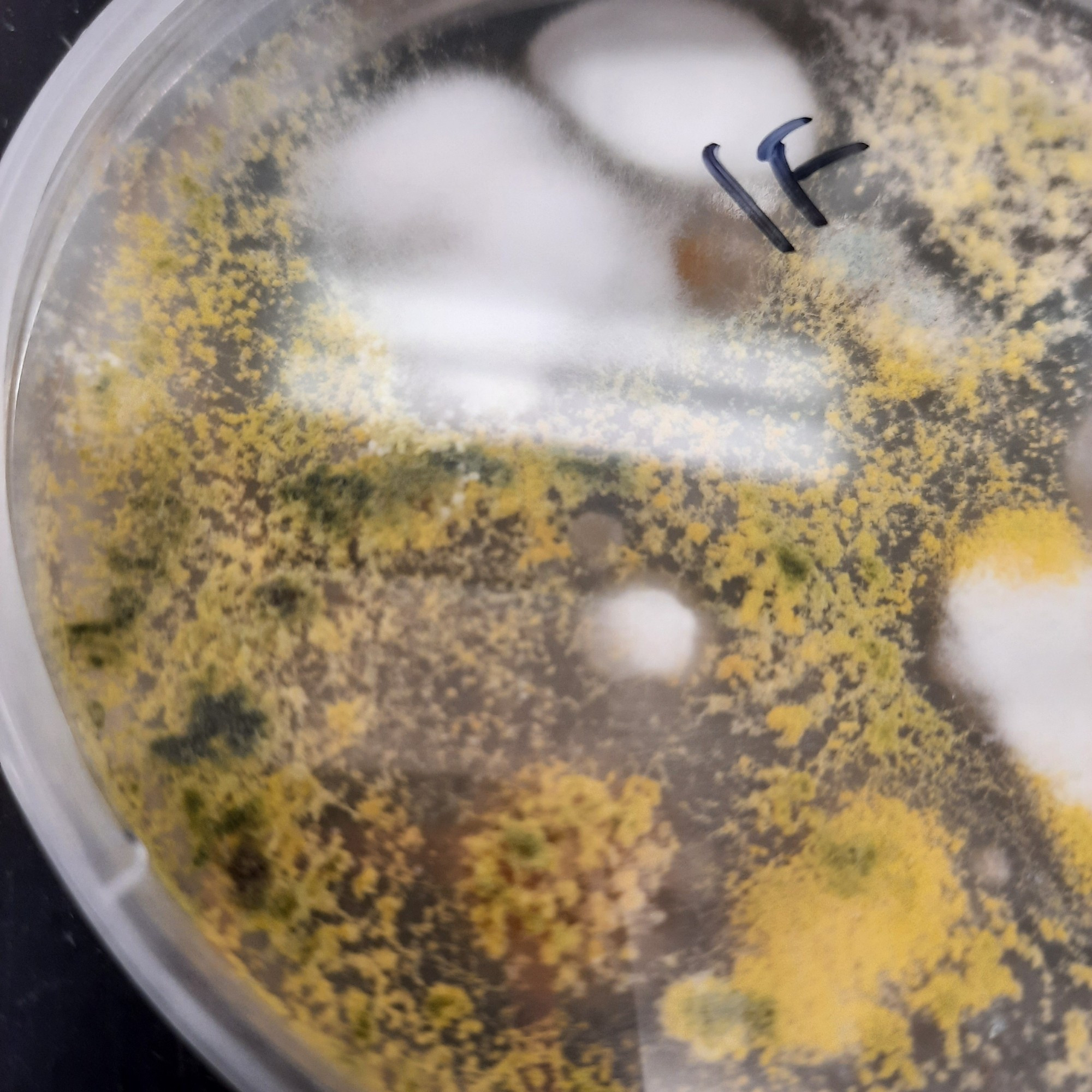 A closeup of a pitri dish showing a few white fungi but mostly a creeping yellow & green fungi growing in a spotty pattern.