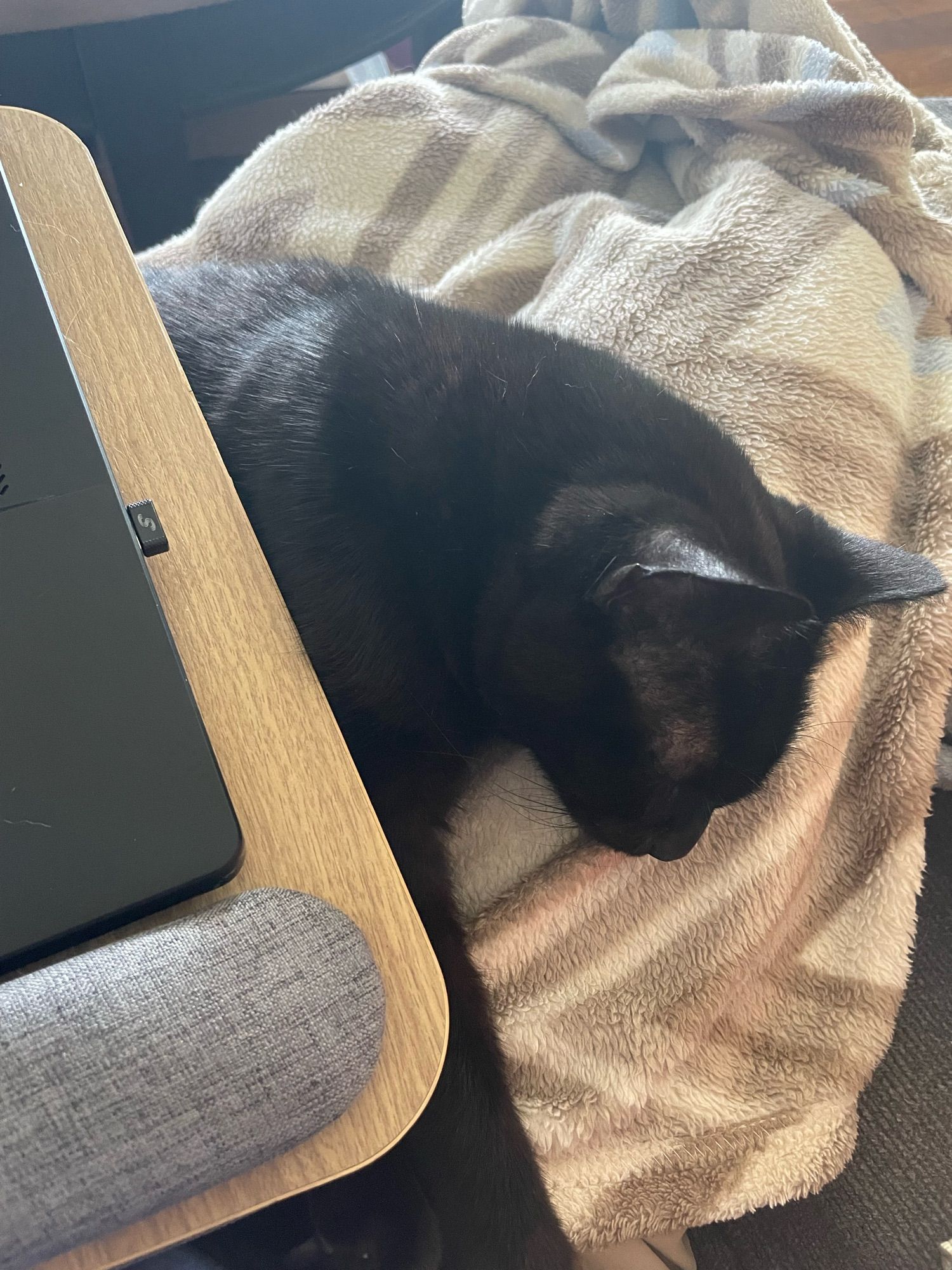 A half-asleep black cat dozes underneath a laptop atop a lap desk.