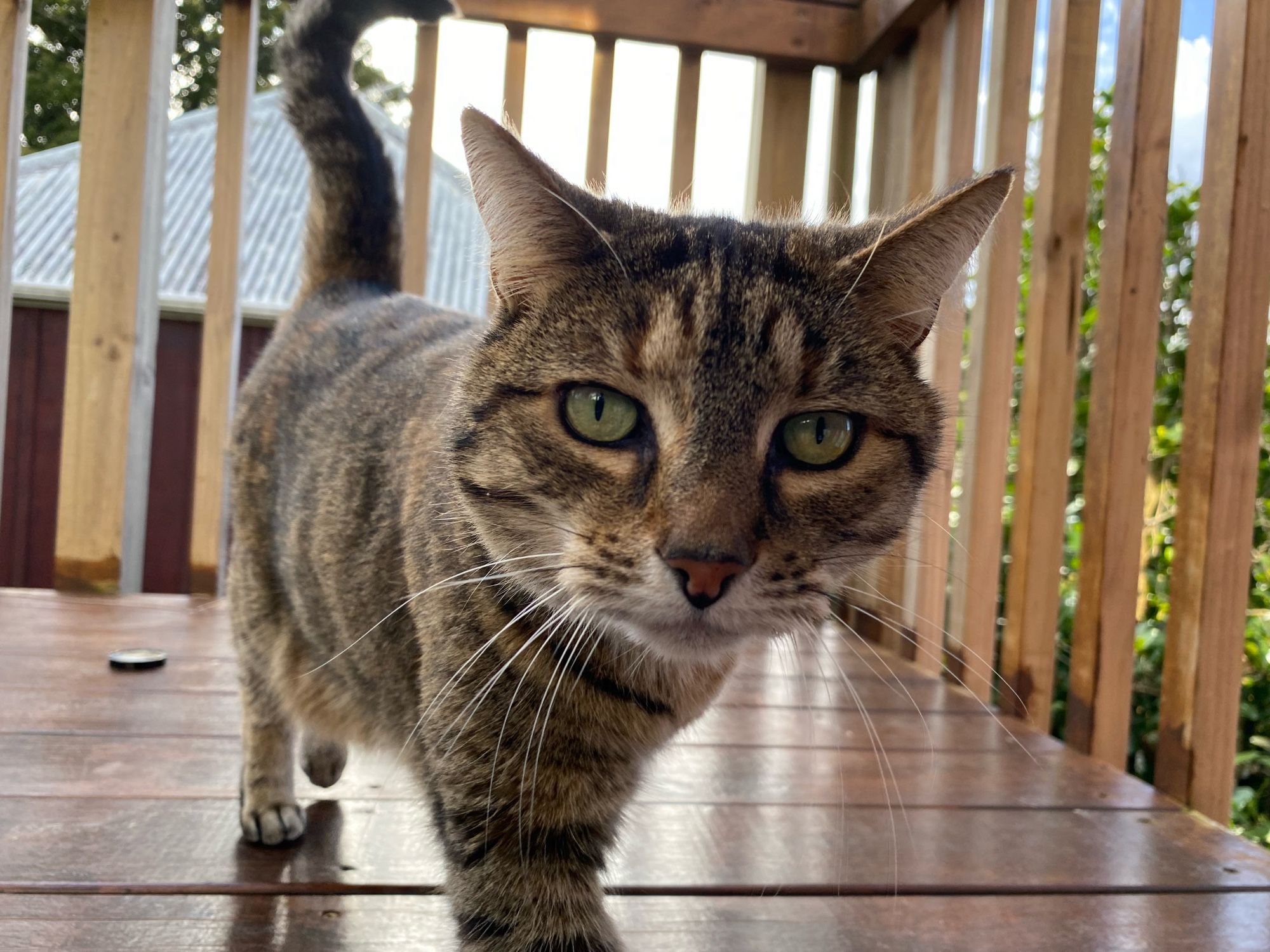 Tabby cat standing on deck stares straight down the camera.