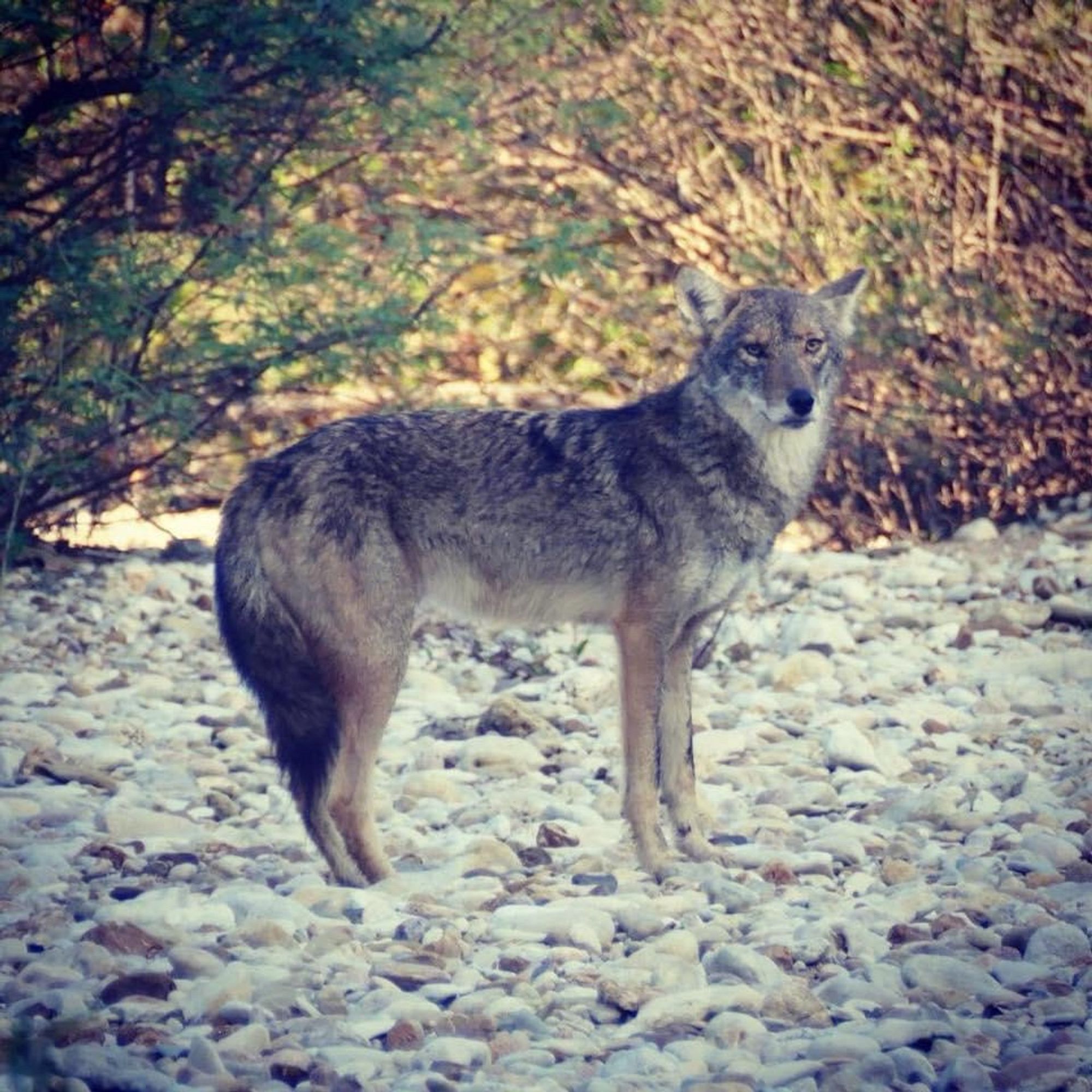 Edgeland coyote