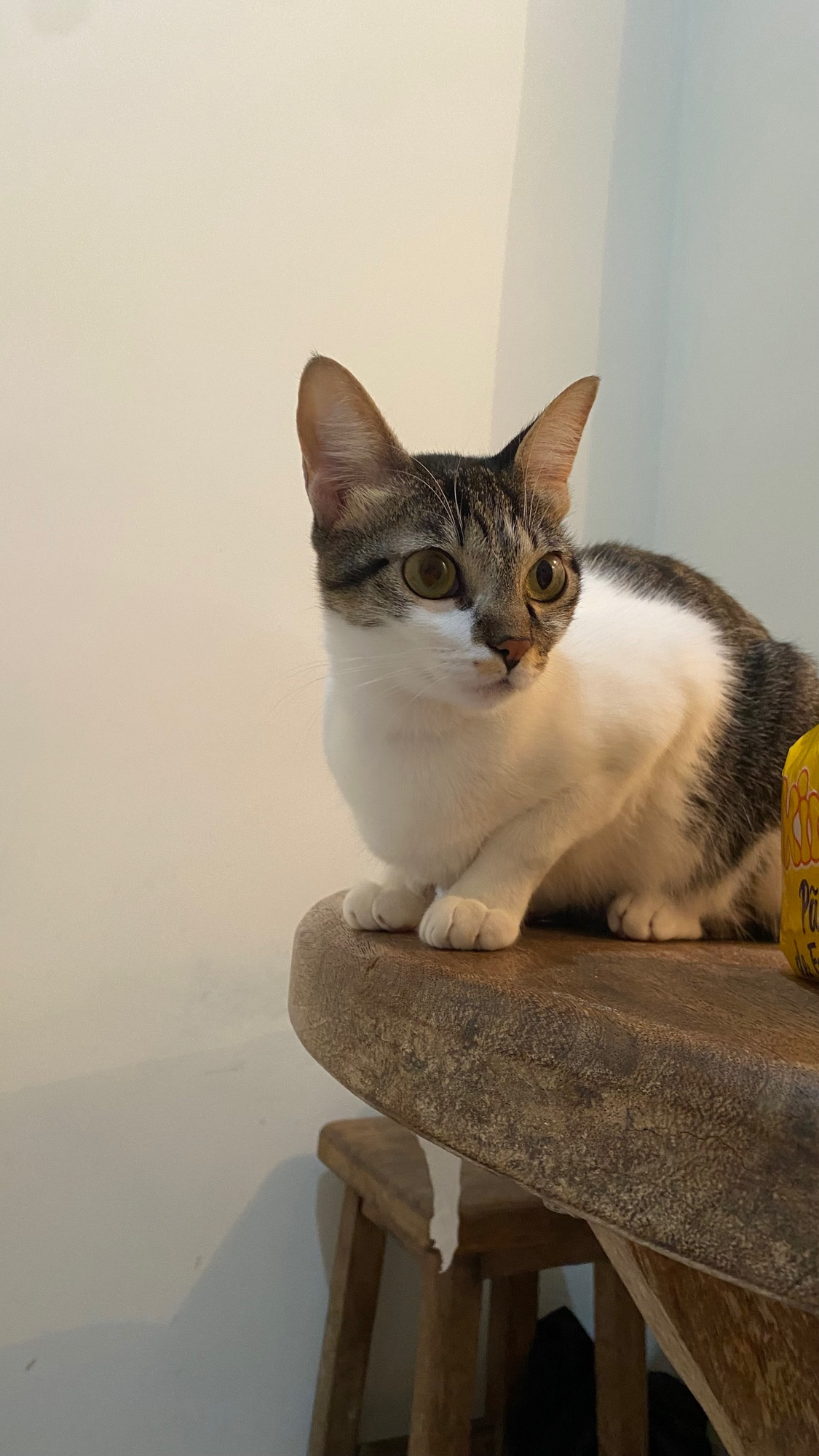 Cat above the table