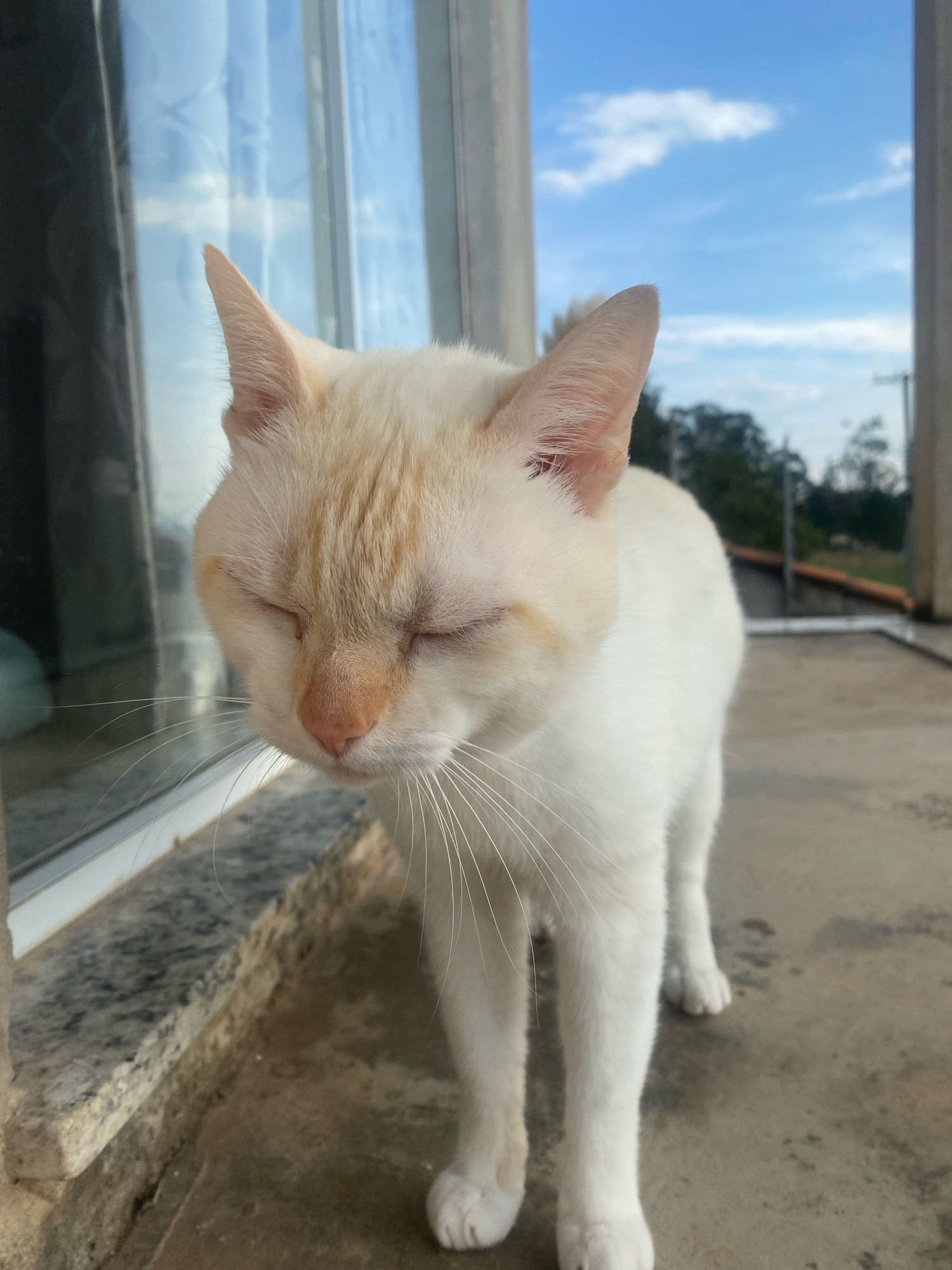 Gato de olhos fechados em pé em uma varanda