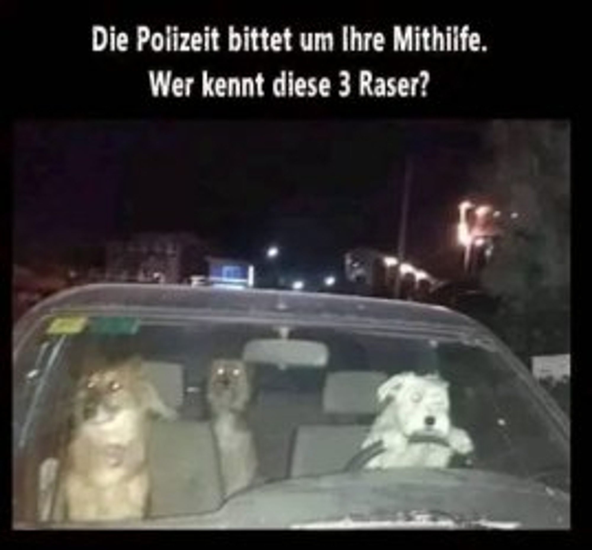 Das Bild zeigt drei Hunde, die in einem Auto sitzen. Einer sitzt auf dem Fahrersitz und zwei auf dem Beifahrersitz. Der Text über dem Bild lautet: “Die Polizei bittet um Ihre Mithilfe. Wer kennt diese 3 Raser?”