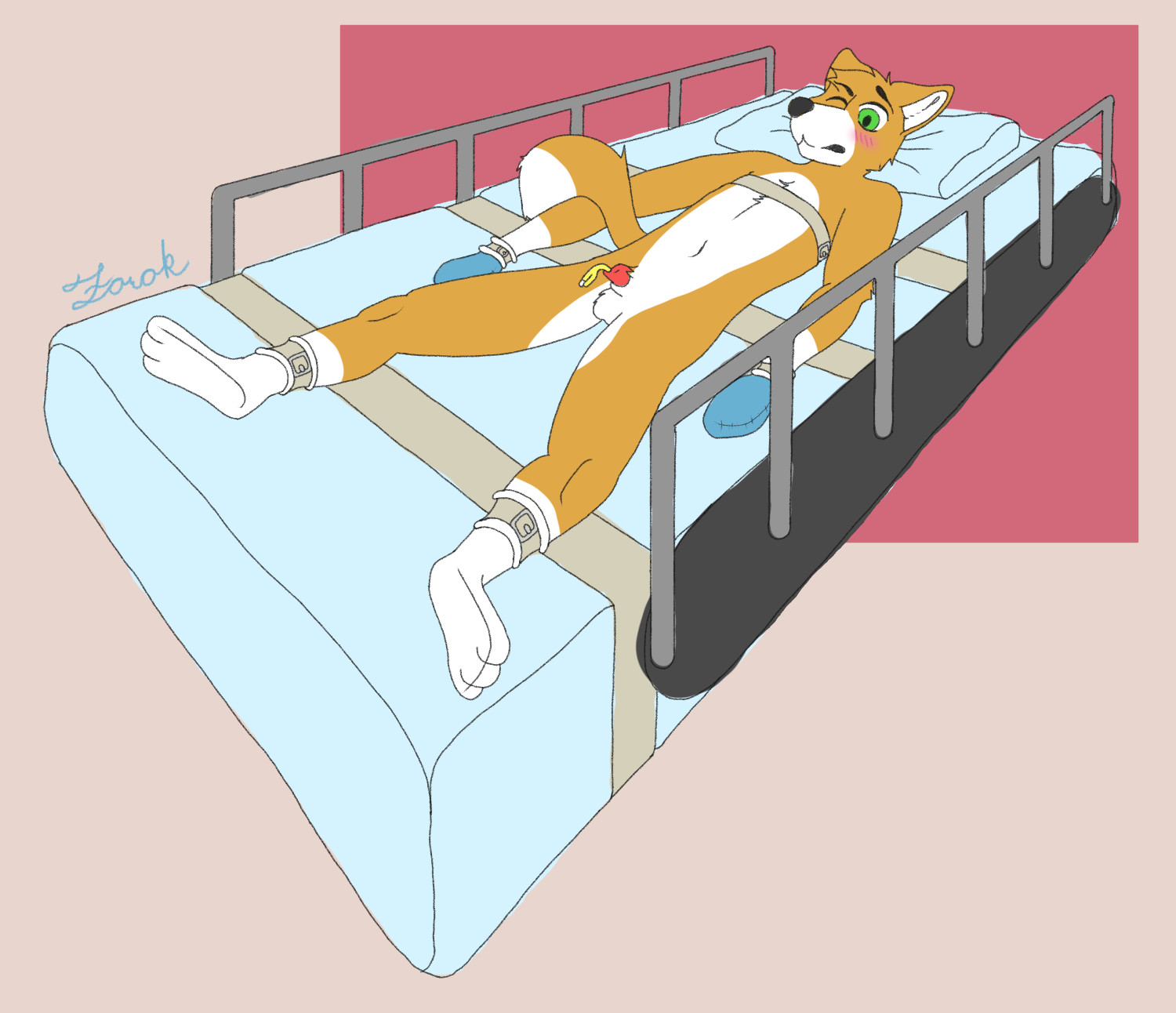 Orange fox strapped to a hospital bed with added mitts and inserted catheter