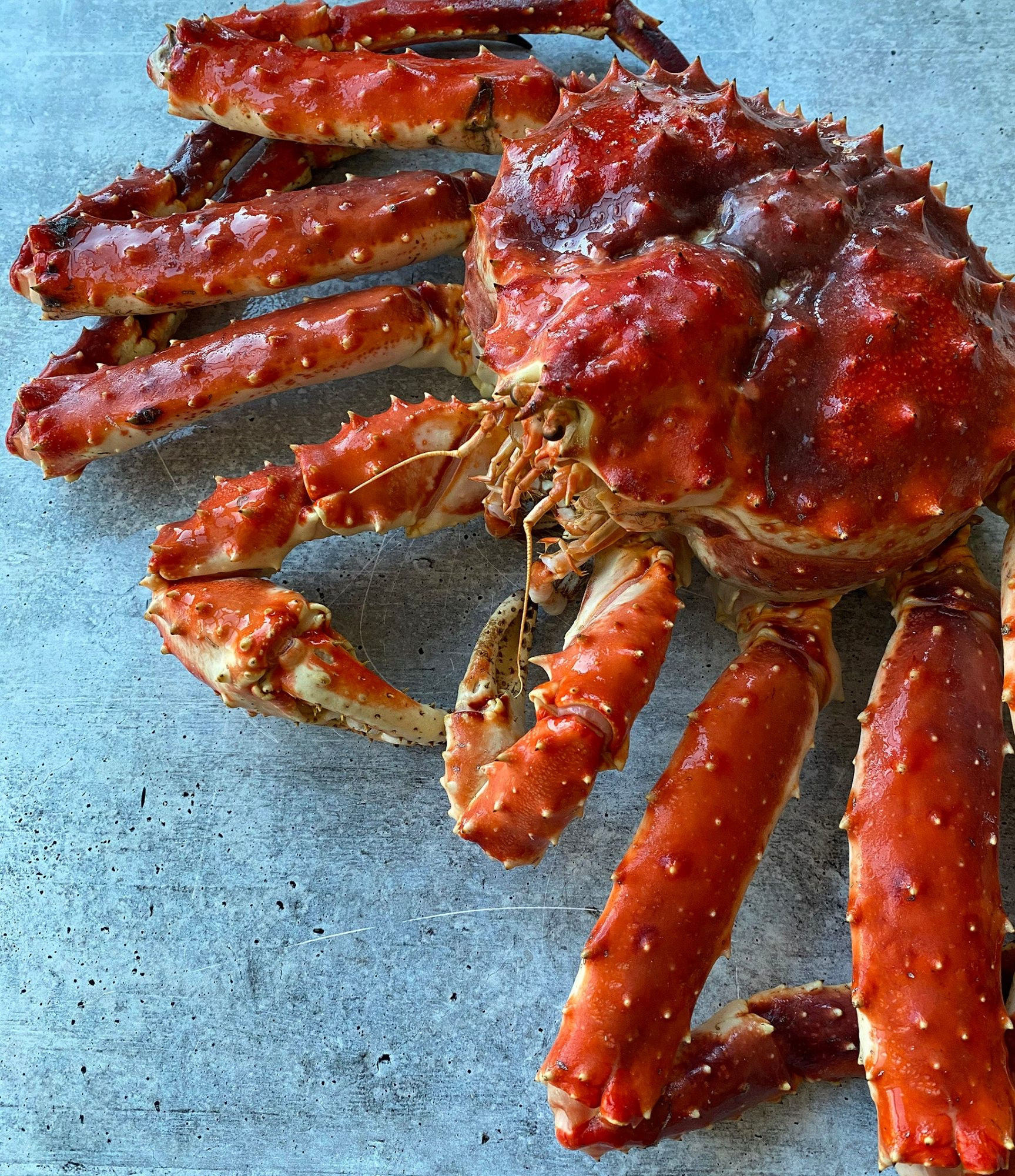 a Norwegian king crab