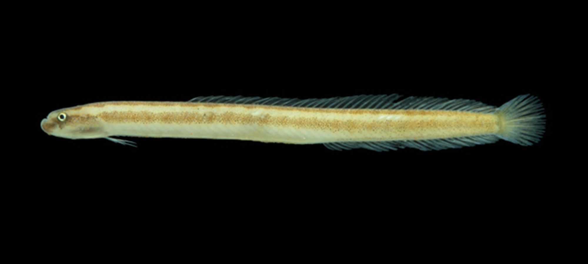 Bahia wormfish Microdesmus bahianus