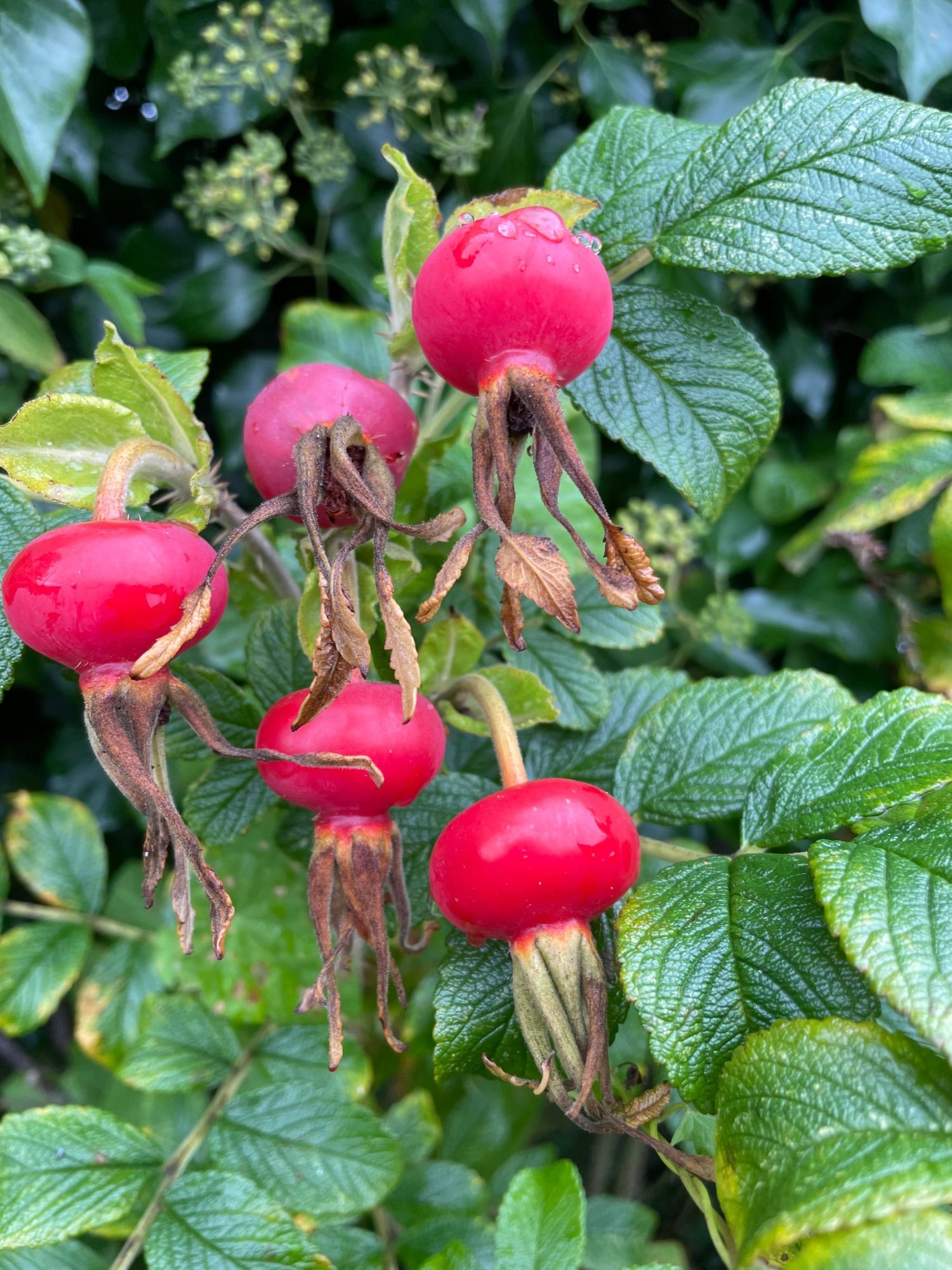 Plump globose crimson fruits on the Rugosa Rose, - rugosa means wrinkled, and refers to the leaf surface texture