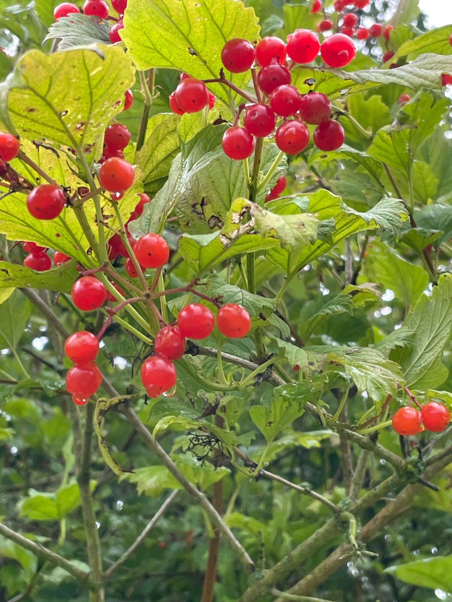 glossy red berries on the Guelder Rose in late summer.