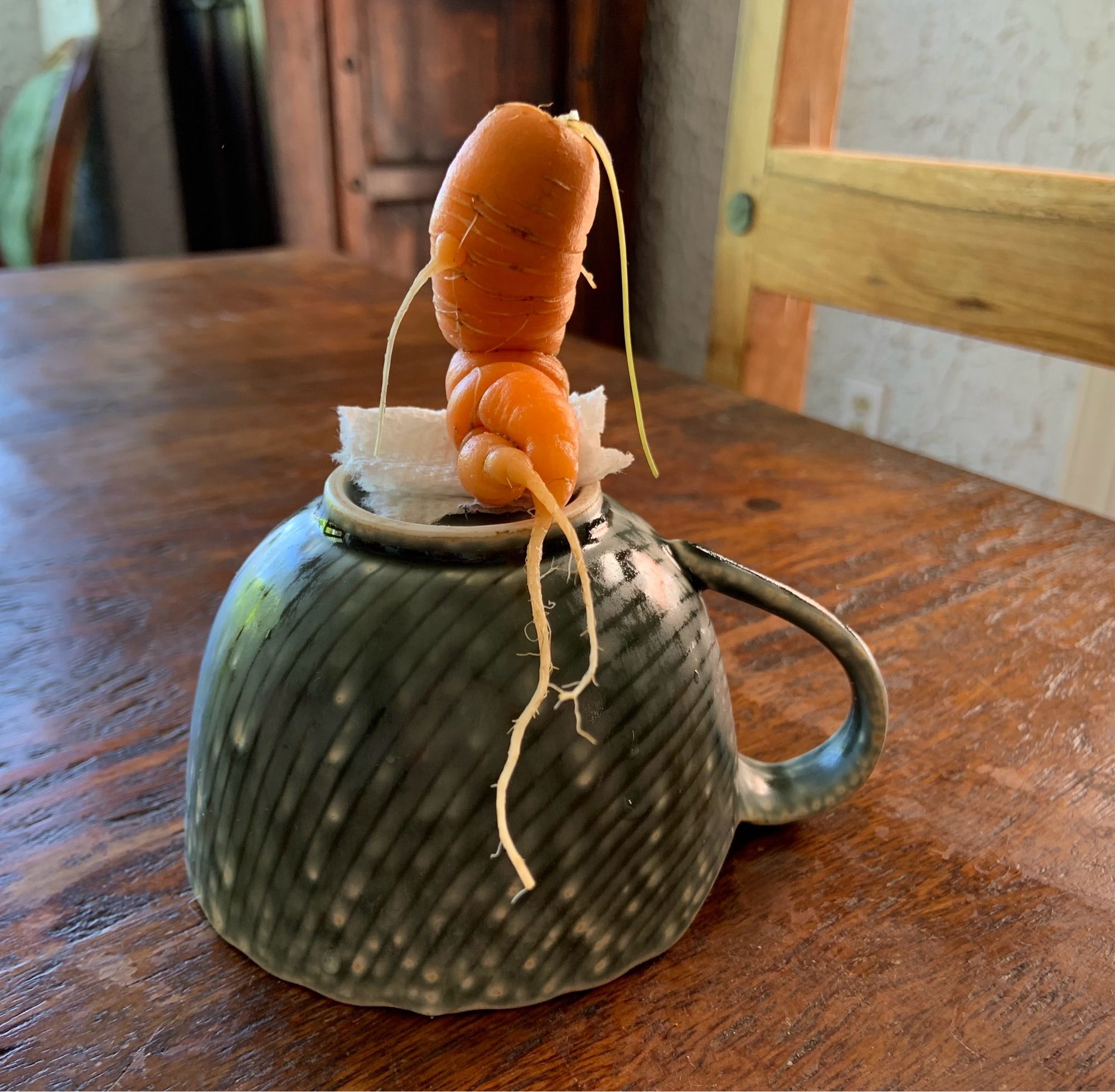 Carrot with two root tips, one twisted over the other as if crossing its legs. Perched on an upturned teacup as if sitting properly on a chair.