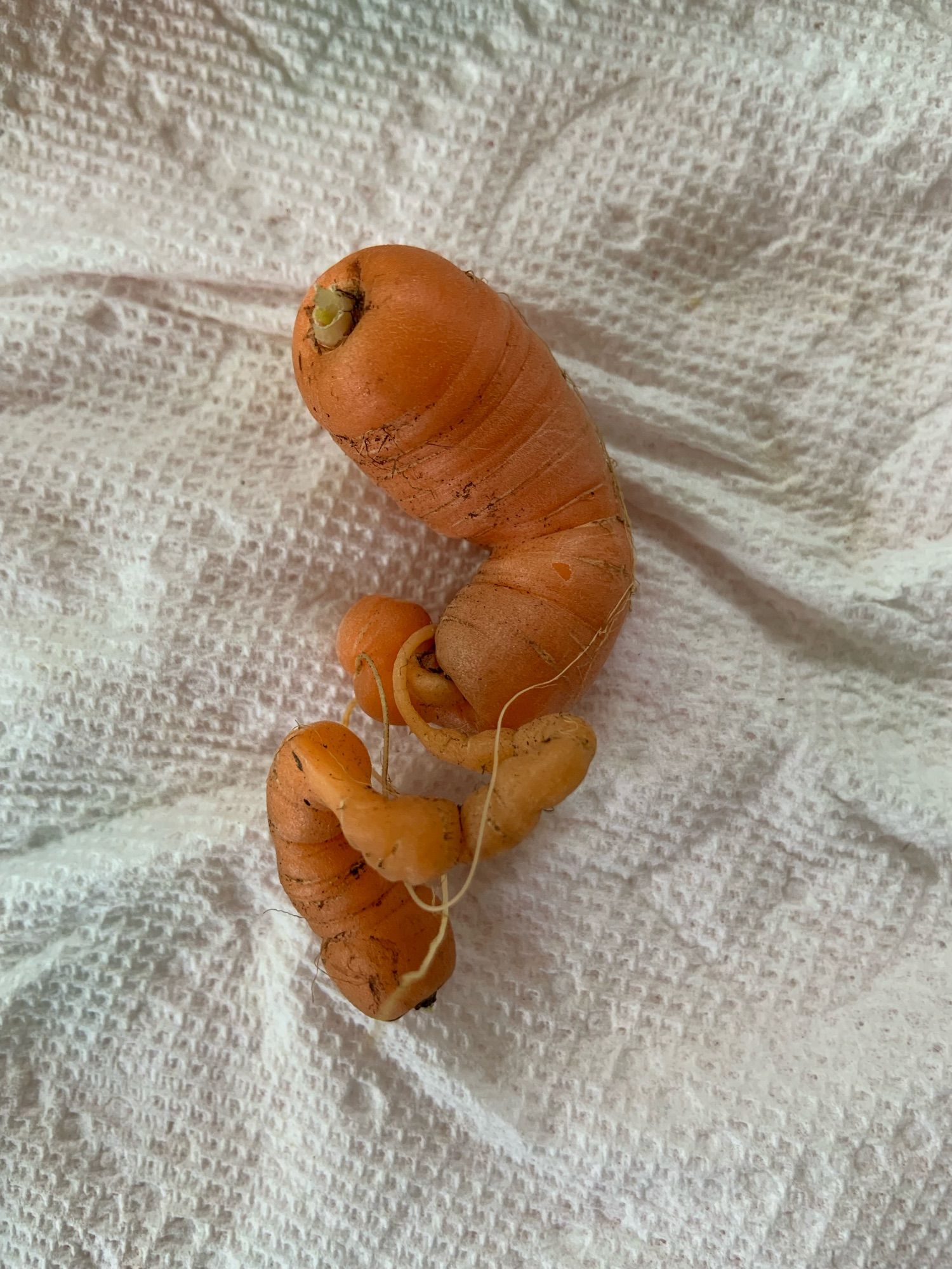 Carrot with dangling parts like insect abdomens connected by umbilici