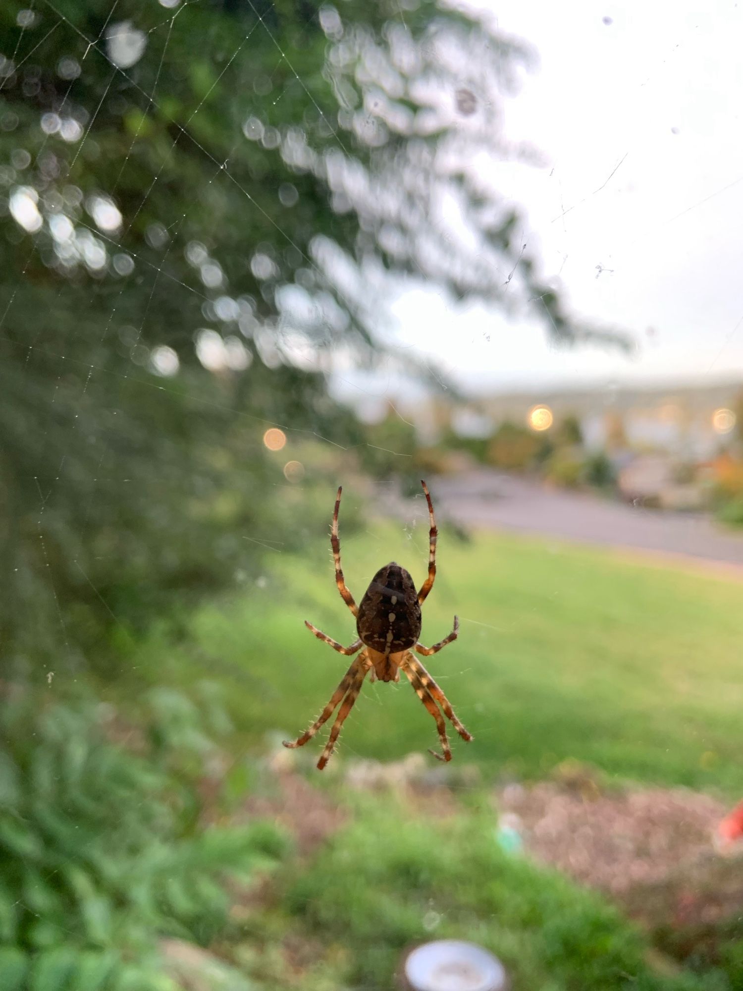 Spider in foreground. Dark brown abdomen and striped gold and brown legs and a gold head.