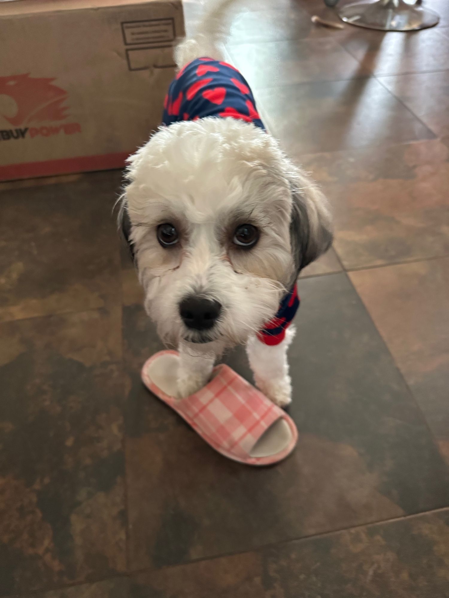 Poodle mix Legslie the dog guarding a slipper