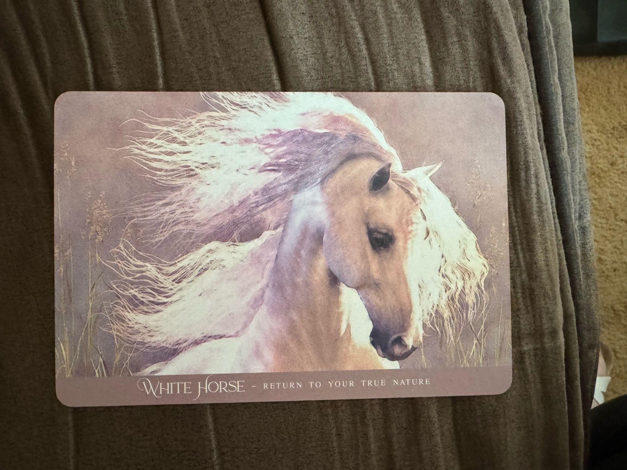 From the sacred horse oracle deck. I pulled WHITE HORSE which is a painting of a white horse with neck arched and mane flying