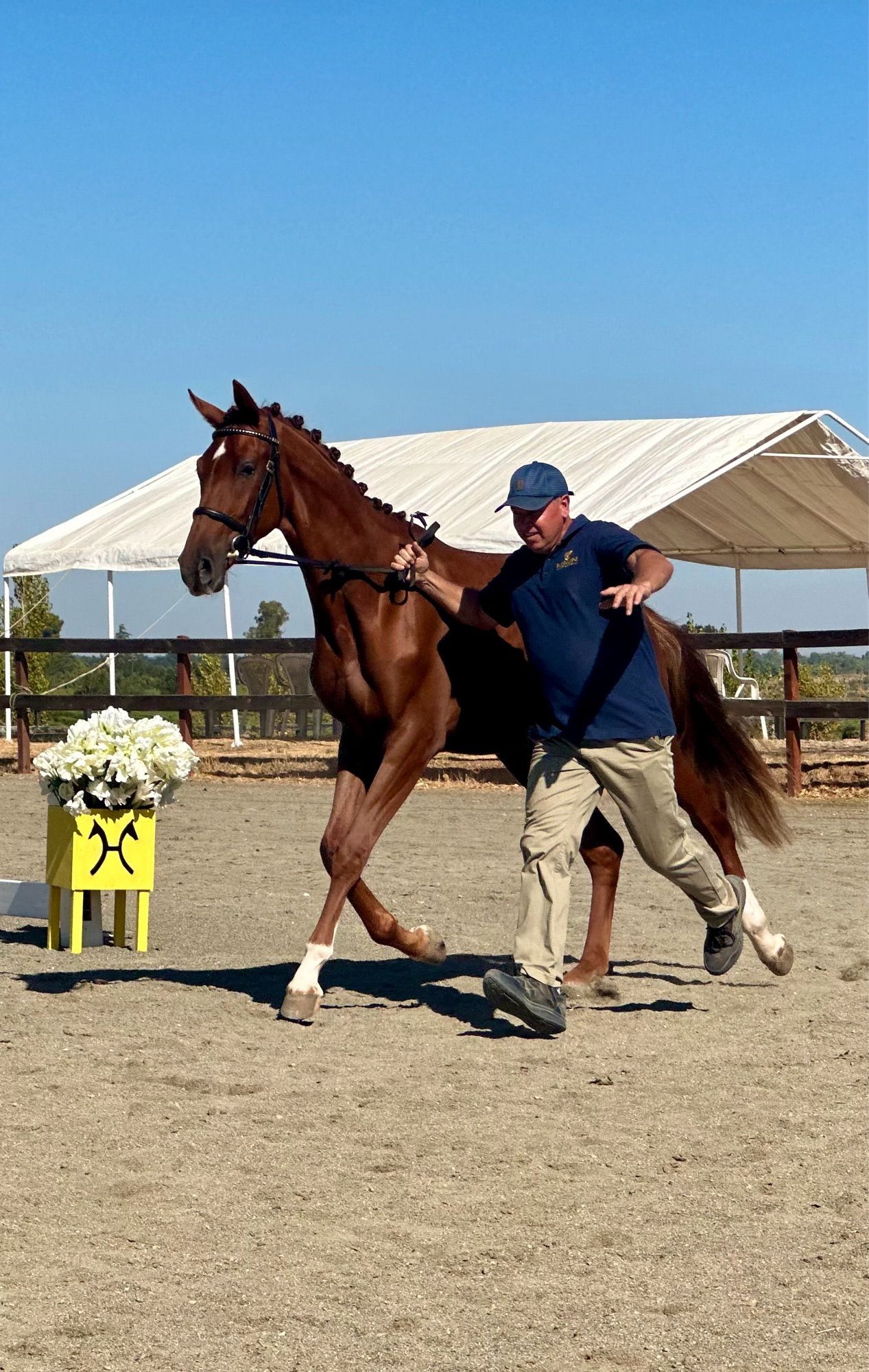 Large chestnut horse trotting next to a tall man who is struggling to keep up.