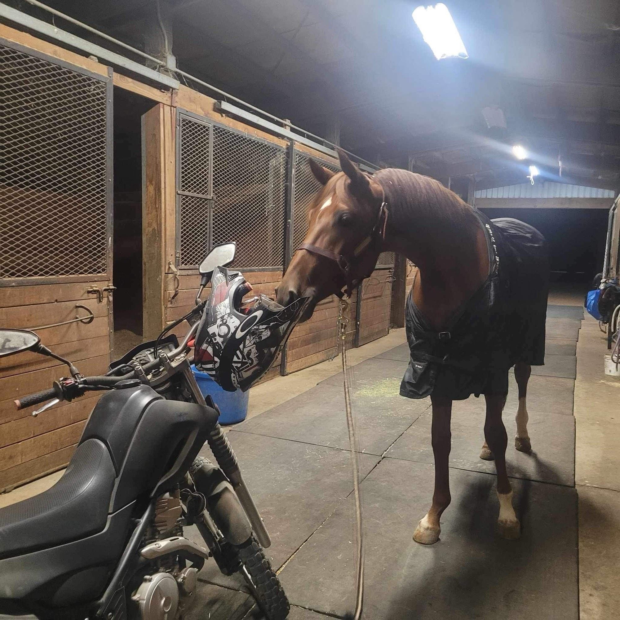 Chestnut Hanoverian warmblood horse touching a motorbike handle with his nose in a lit stable at night wearing a black sheet