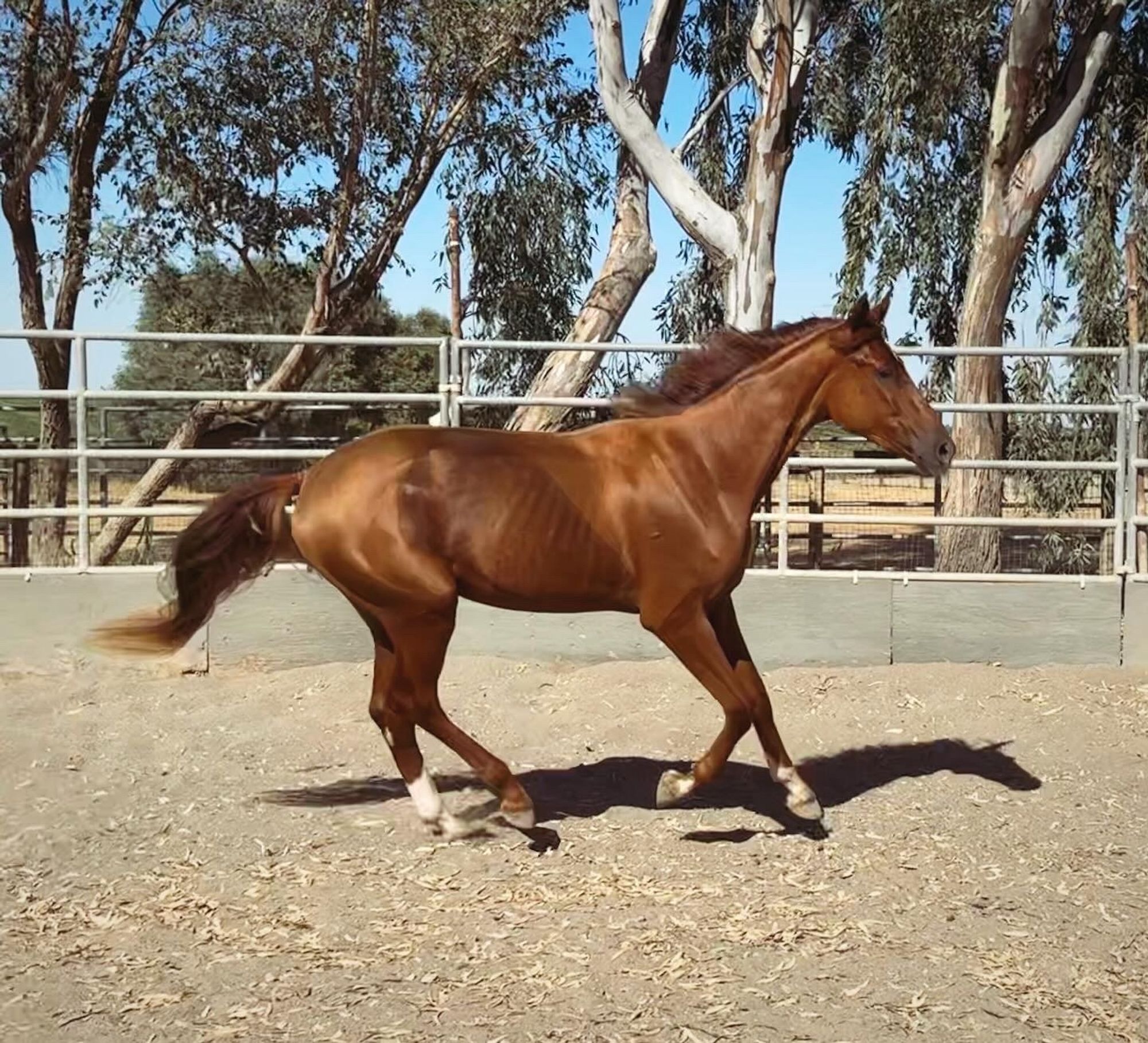 Chestnut Hanoverian warmblood gelding cantering