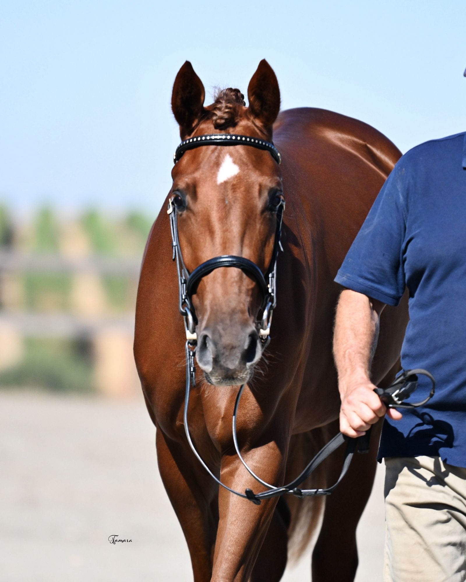 Very shiny chestnut Hanoverian walking toward the photographer wearing a black bridle being lead by a man in navy shirt