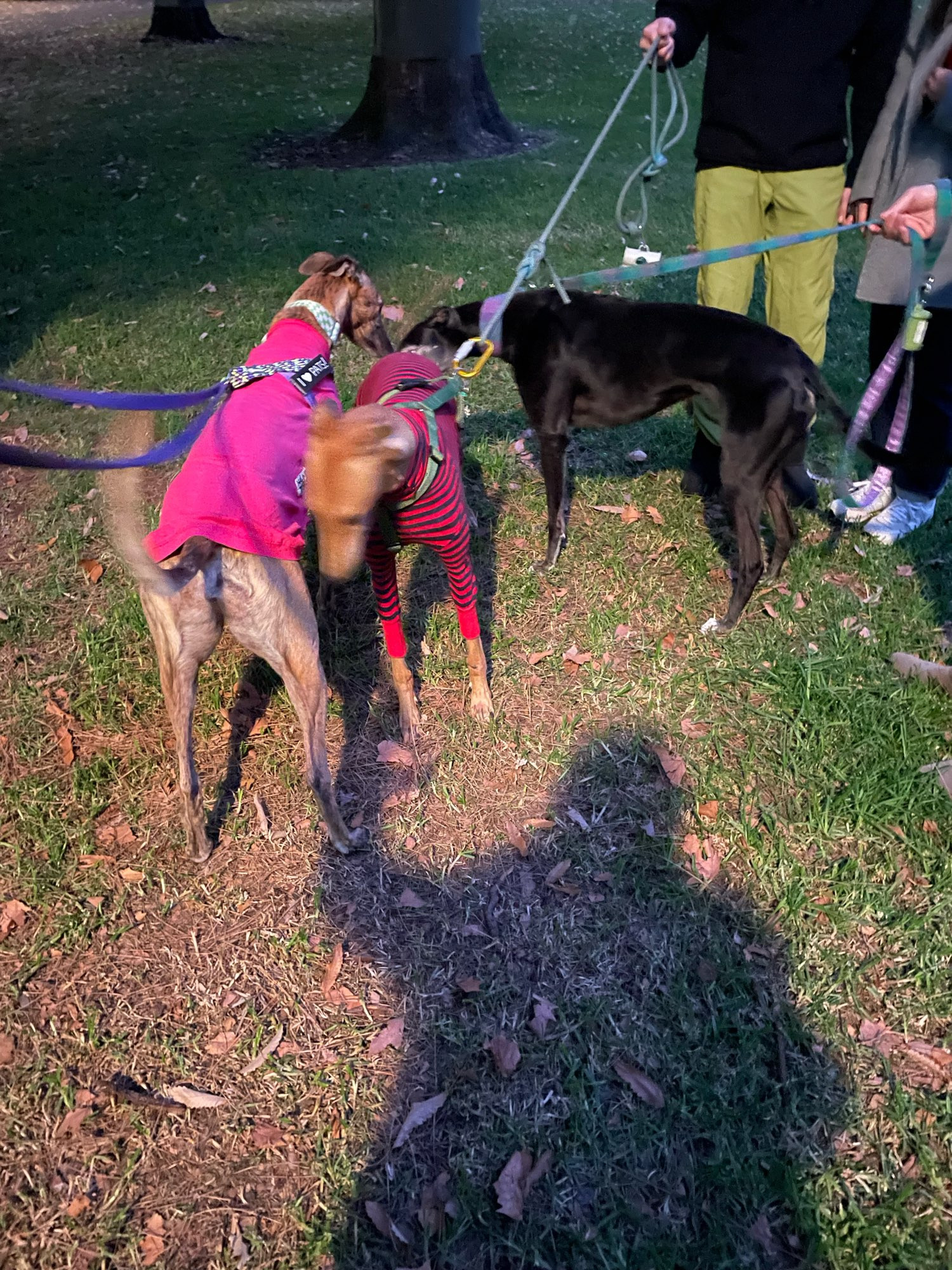 three dogs greeting each other in the park at dusk: gadget greyhound in a pink sweater facing away from the camera; a red greyhound in a pink and black striped sweater facing towards; a black greyhound facing away. everyone is a bit blurry from wagging