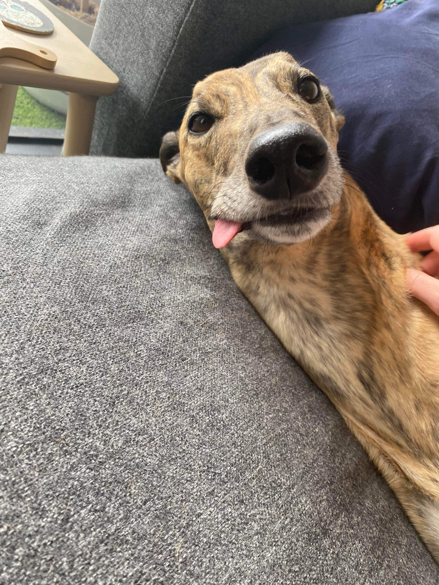 photo of gadget greyhound lying on the couch with her tongue sticking out one side of her mouth