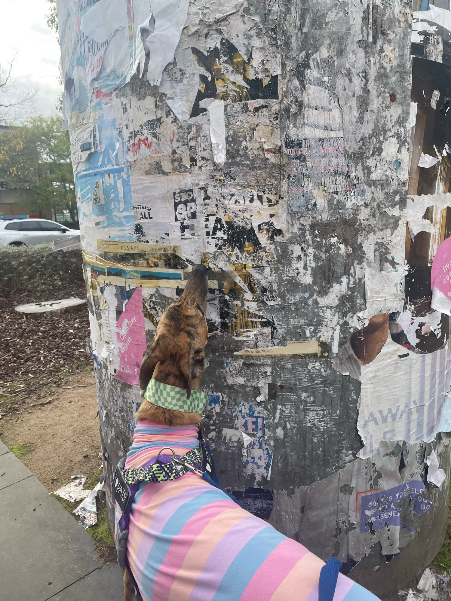 gadget greyhound sniffing a poster rotunda that has been scraped off