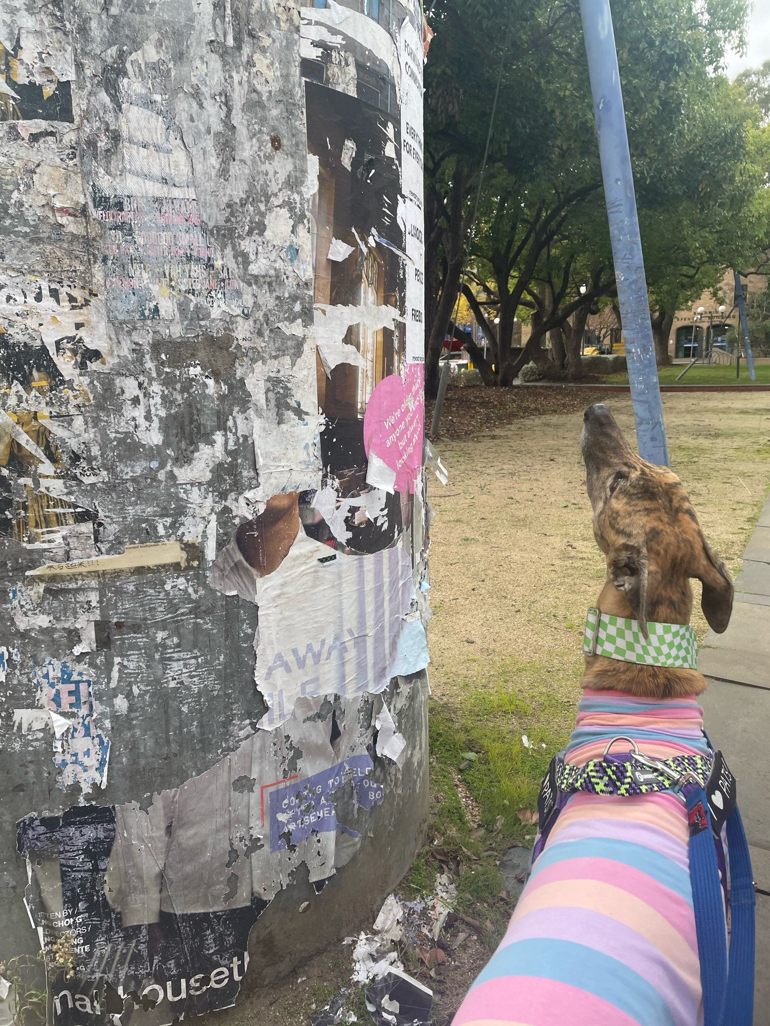 gadget greyhound sniffing a poster rotunda that has been scraped off